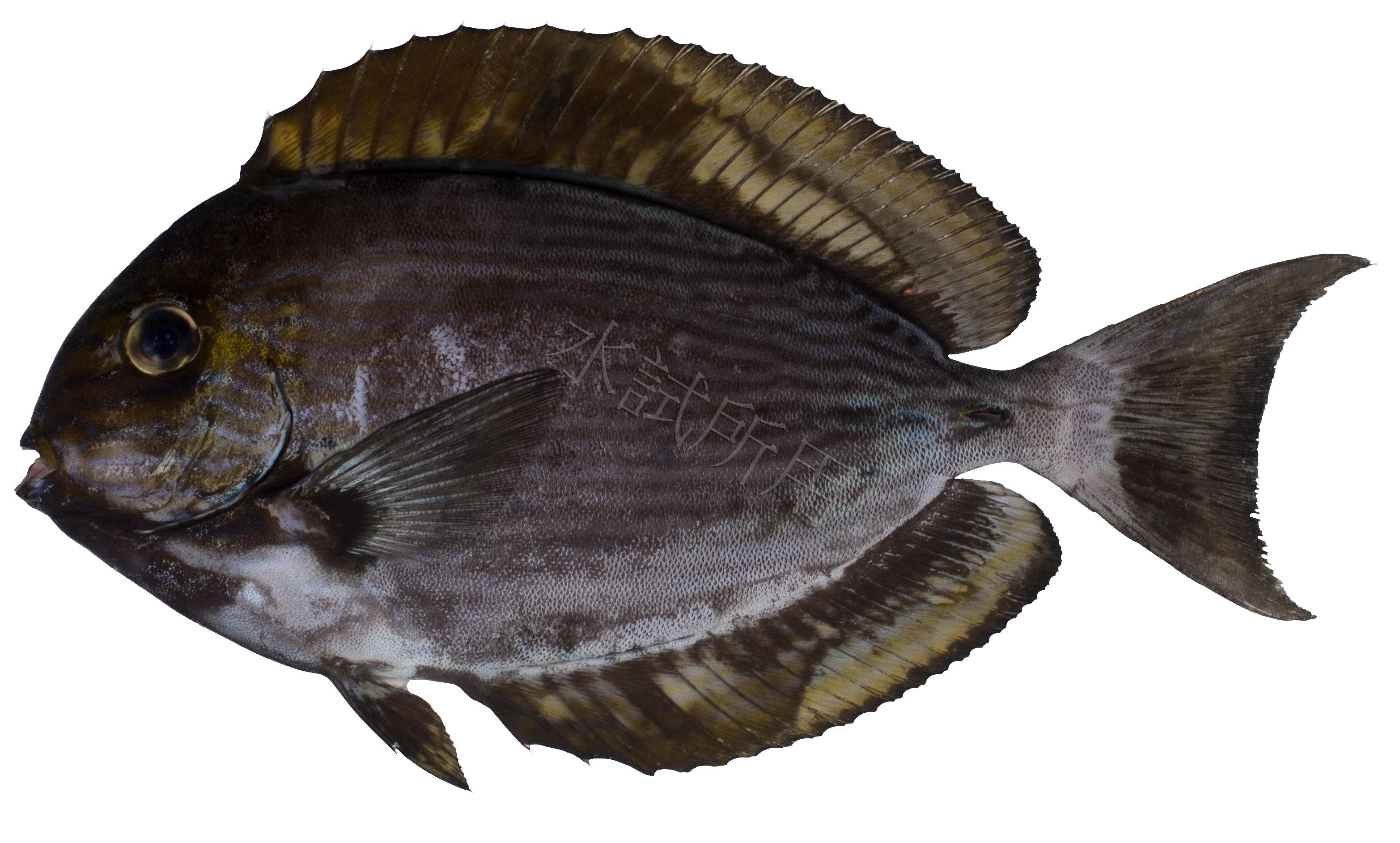 Acanthurus mata