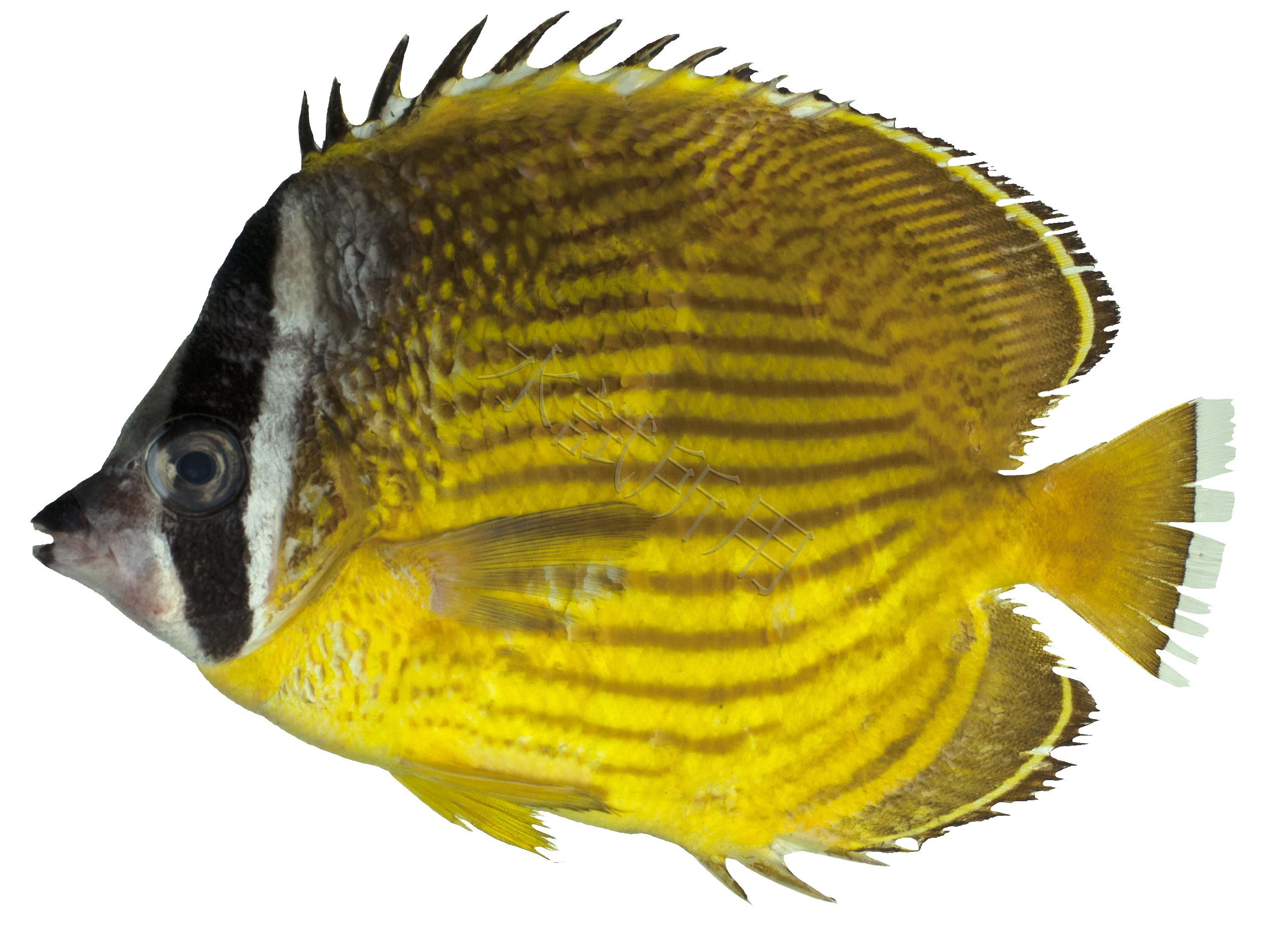 Chaetodon auripes