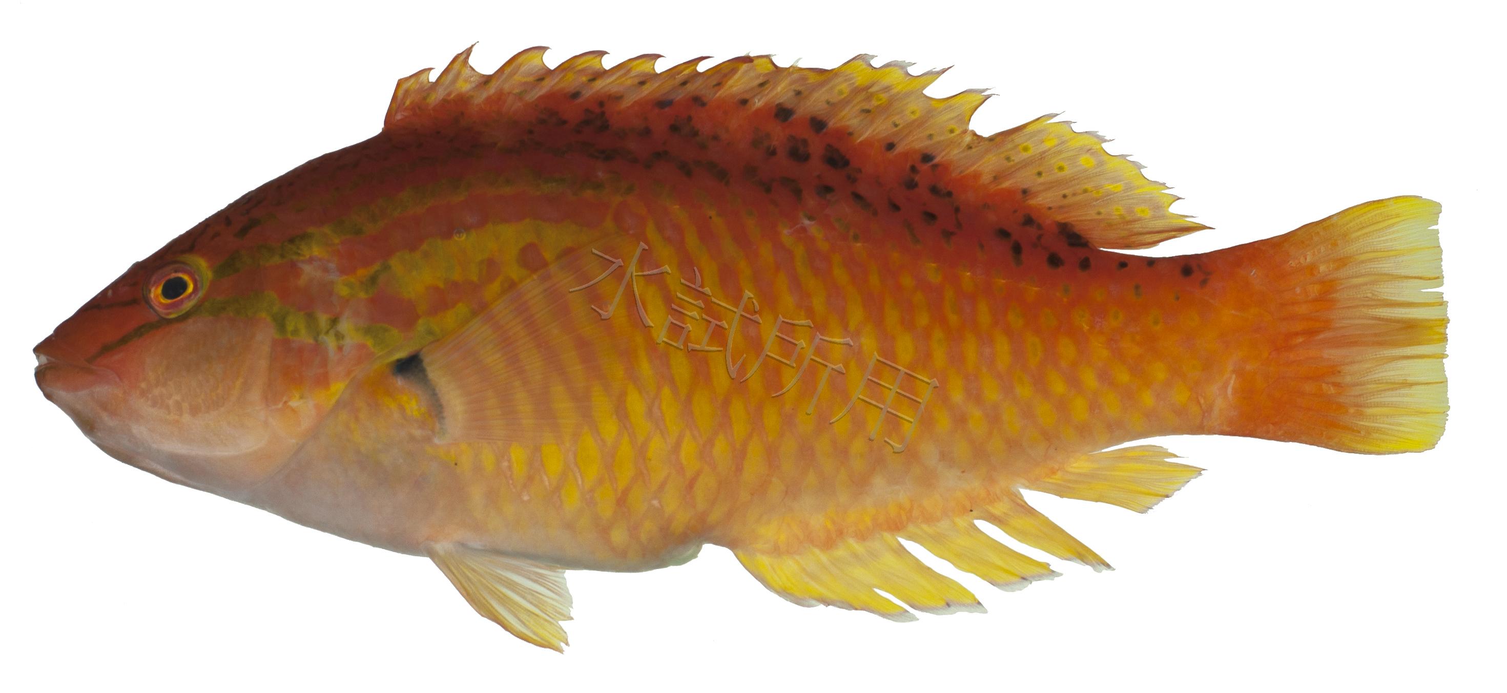 Pseudolabrus eoethinus