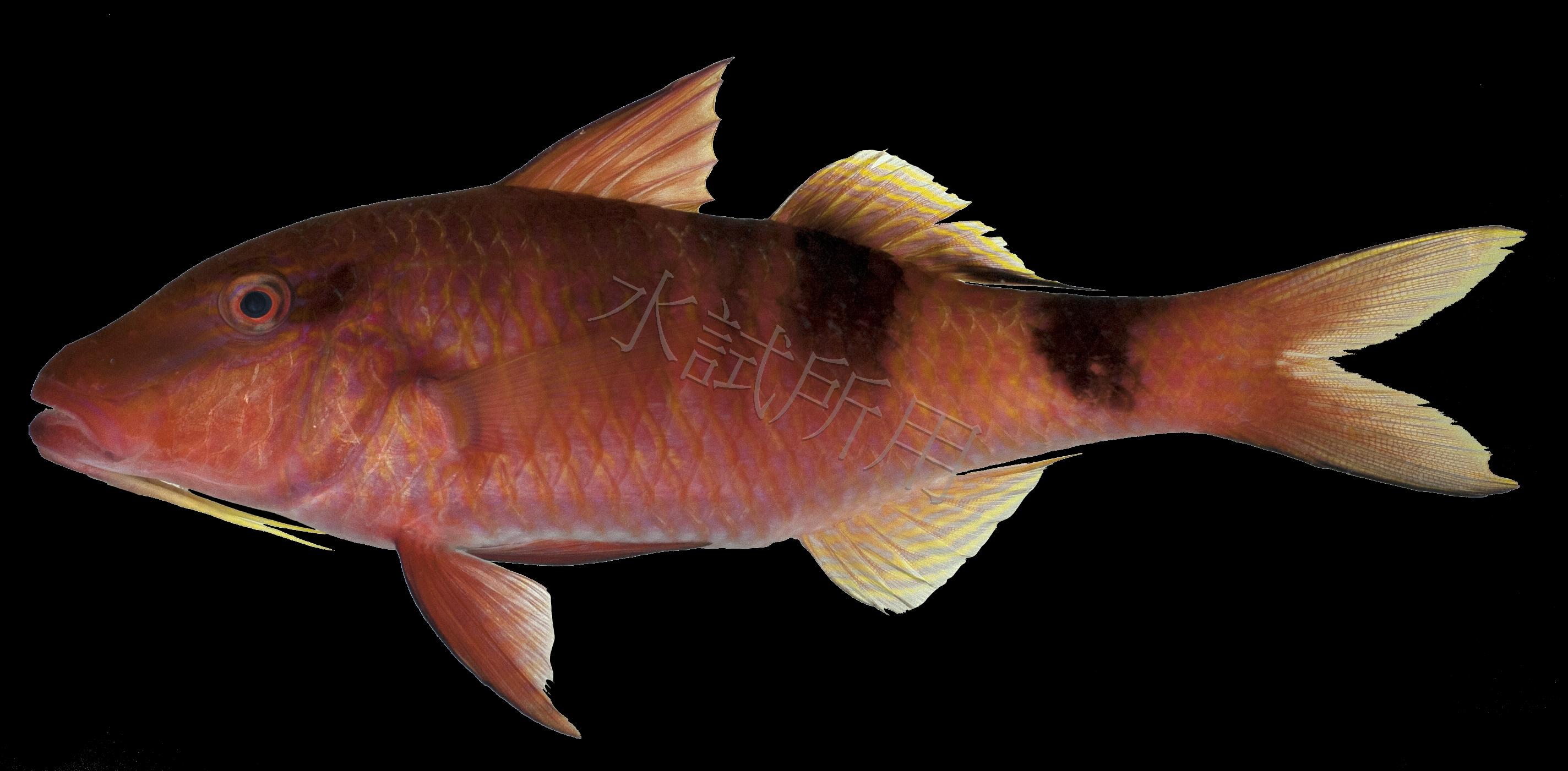 Parupeneus multifasciatus