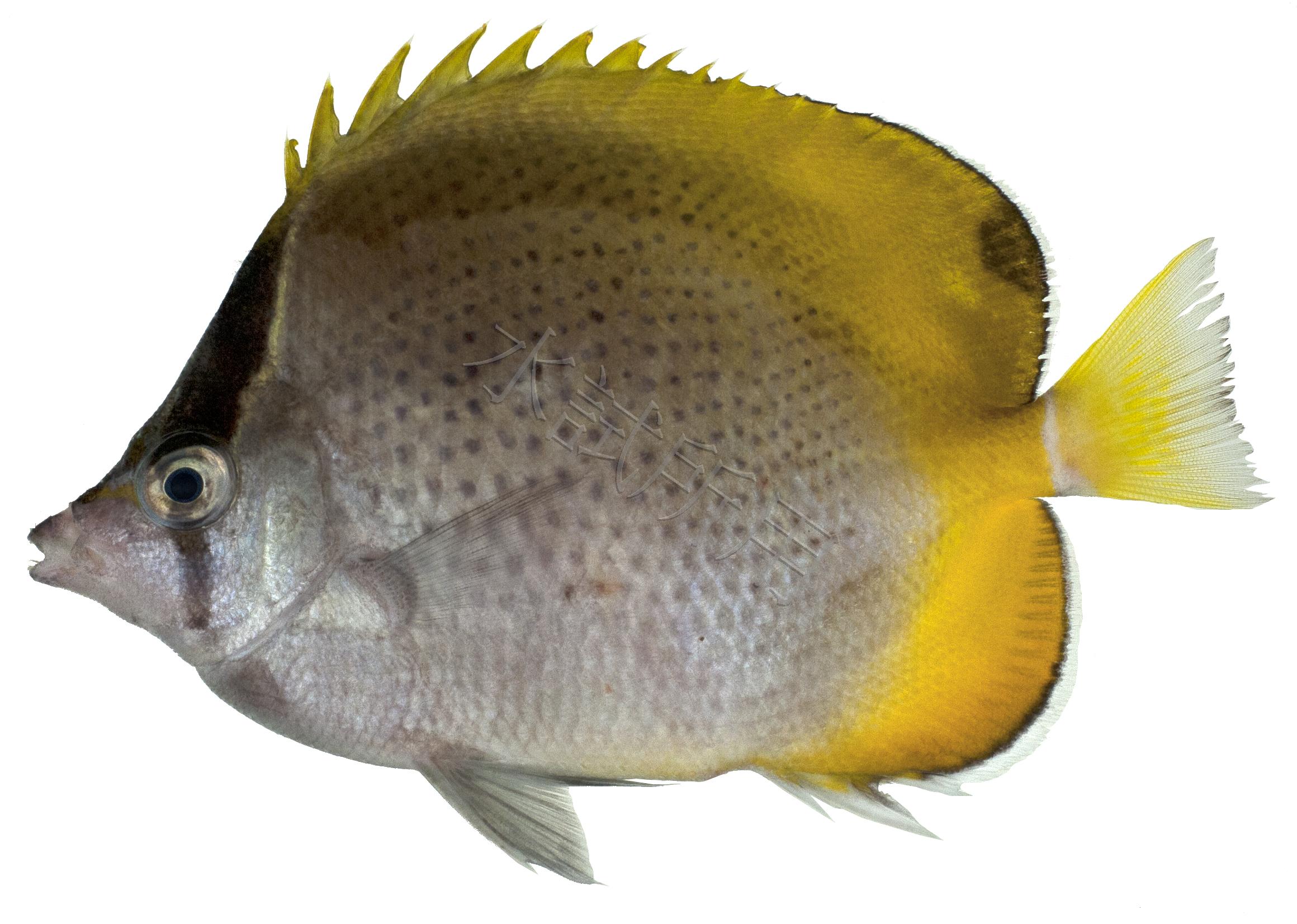 Chaetodon guentheri