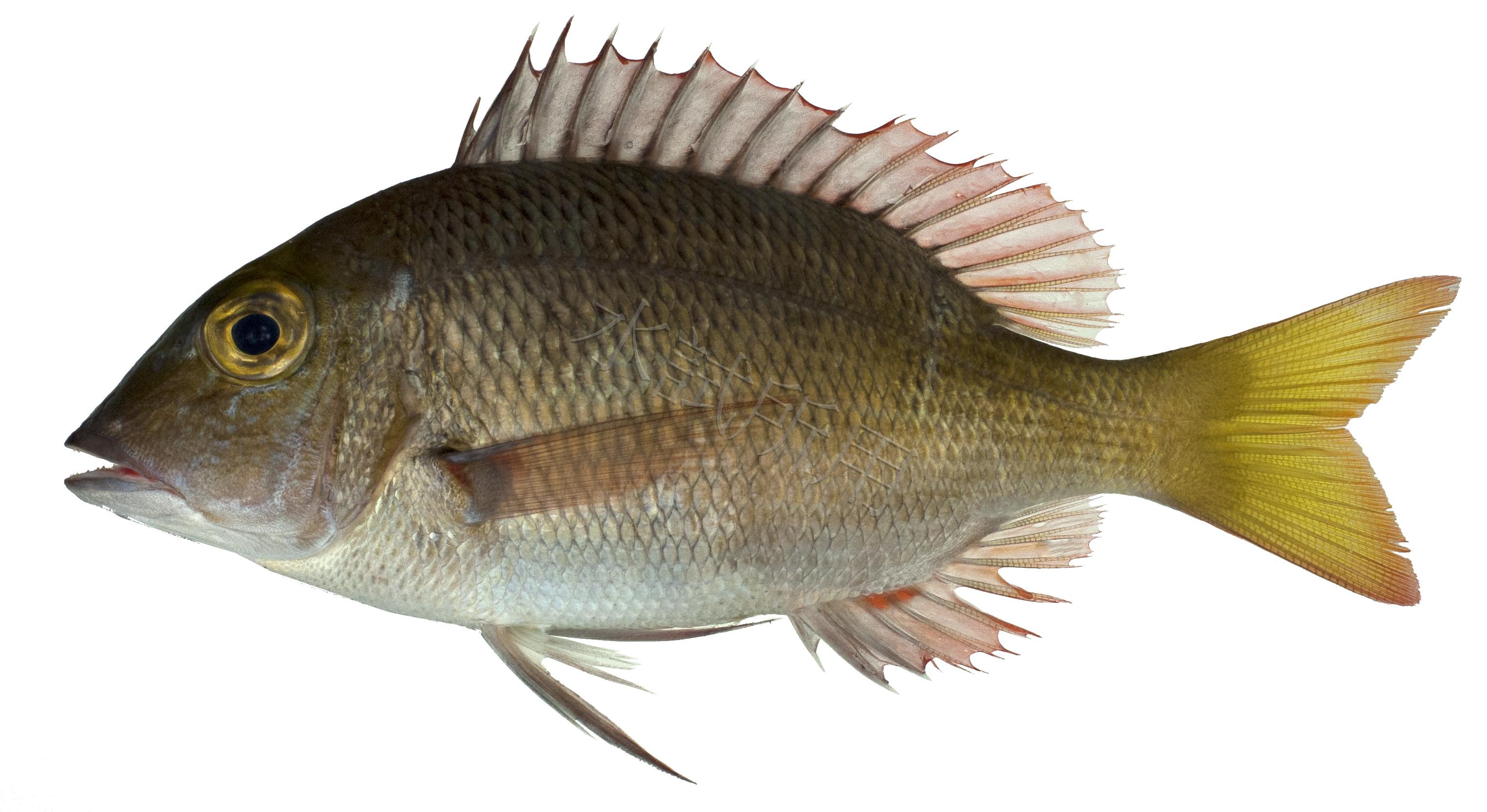 Lethrinus harak