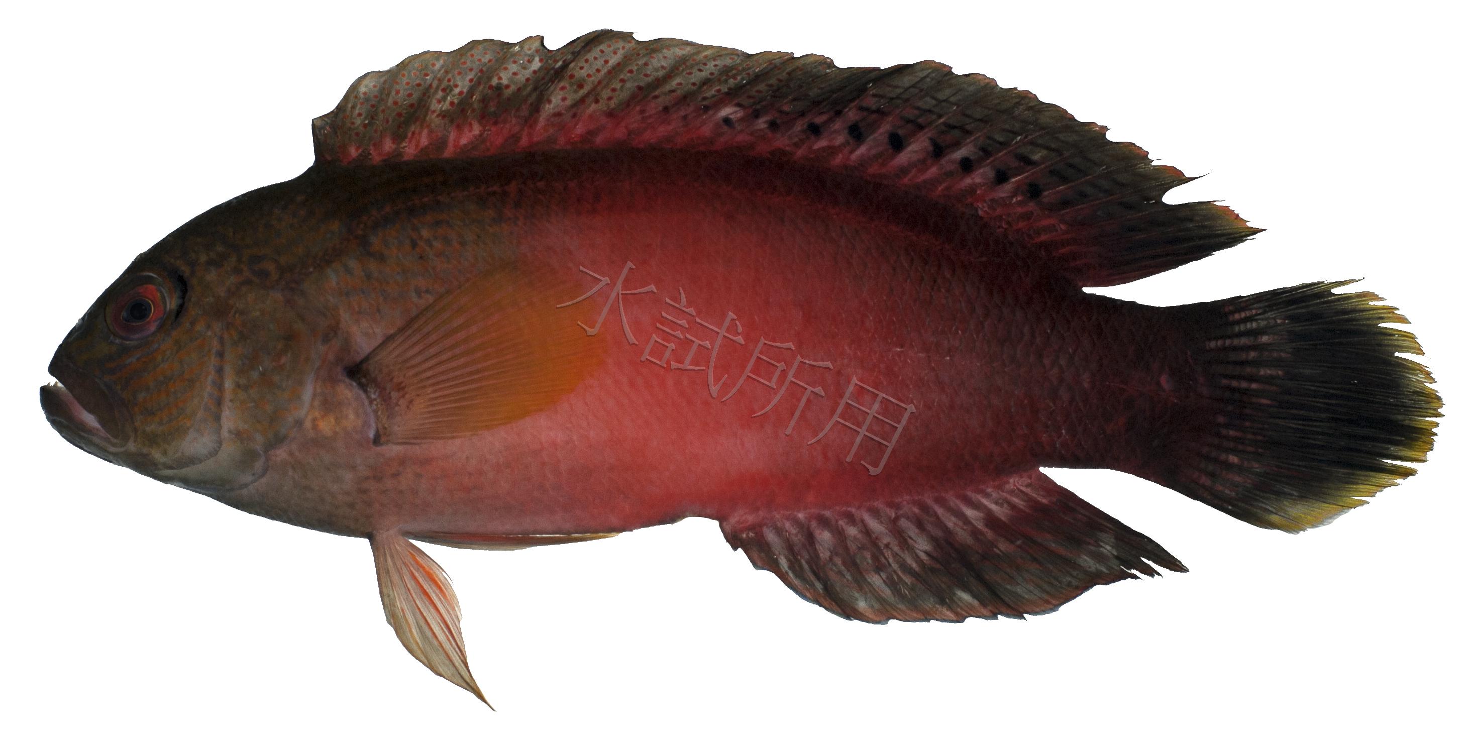 Labracinus cyclophthalmus