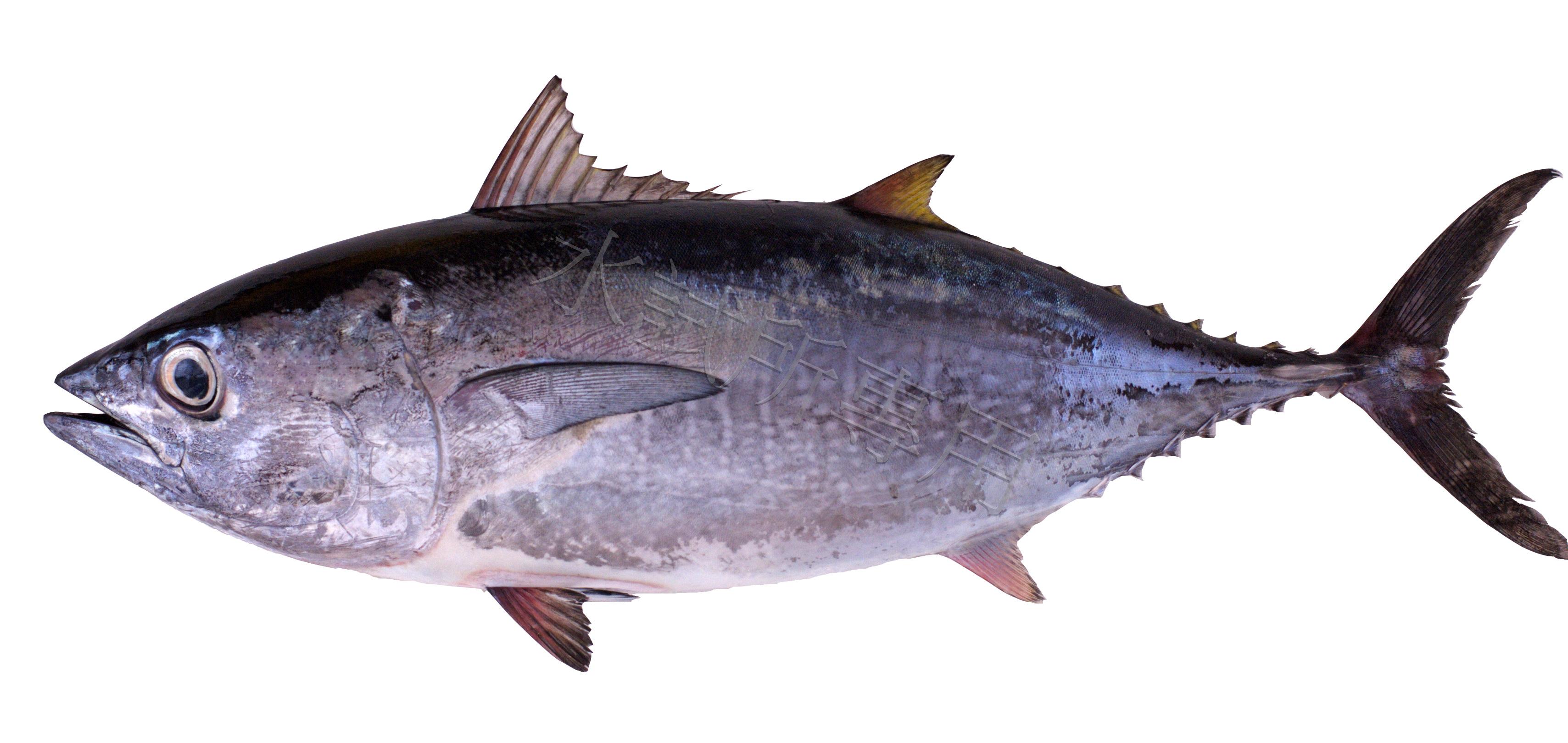 Thunnus orientalis 