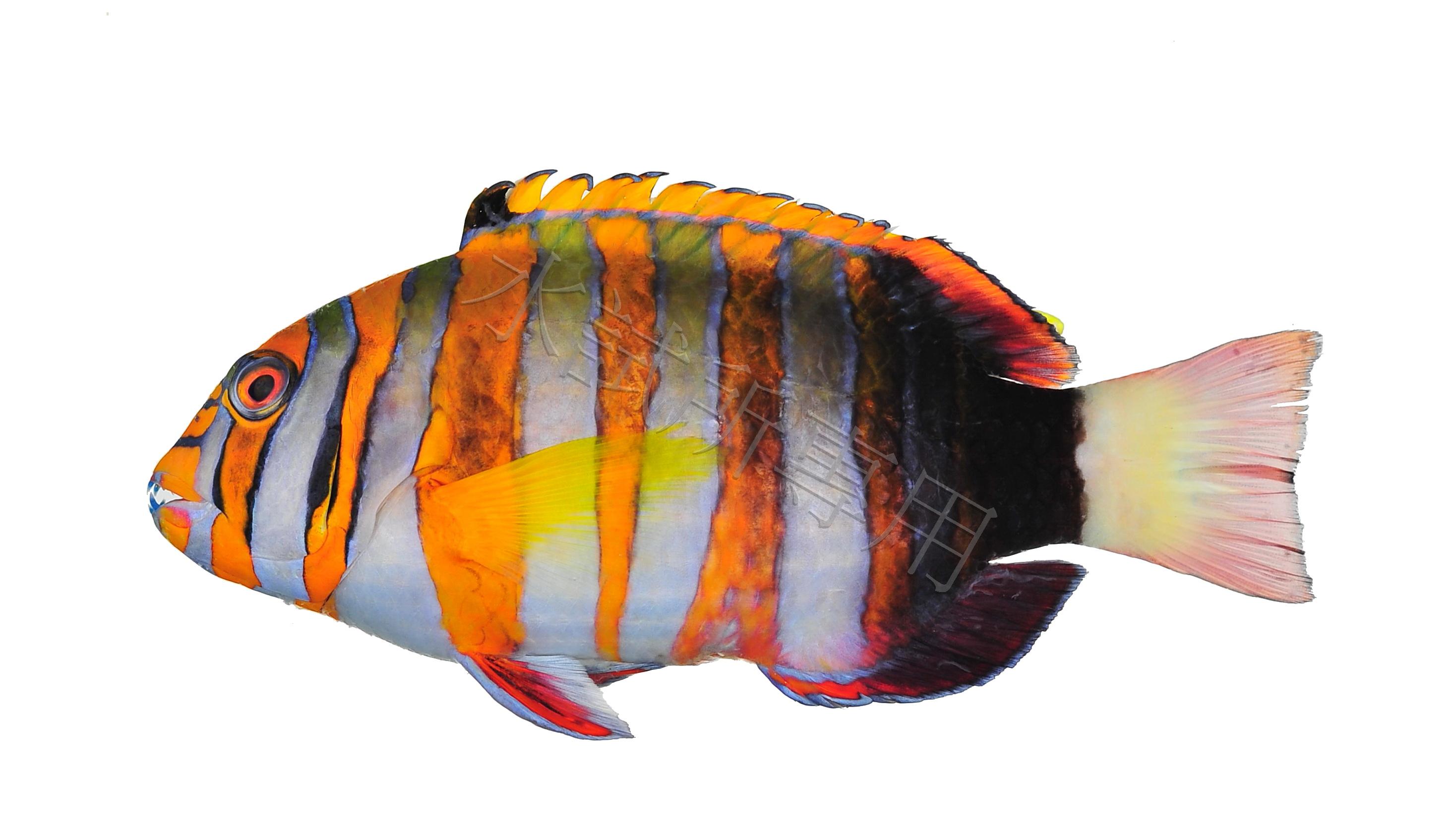 Choerodon fasciatus 