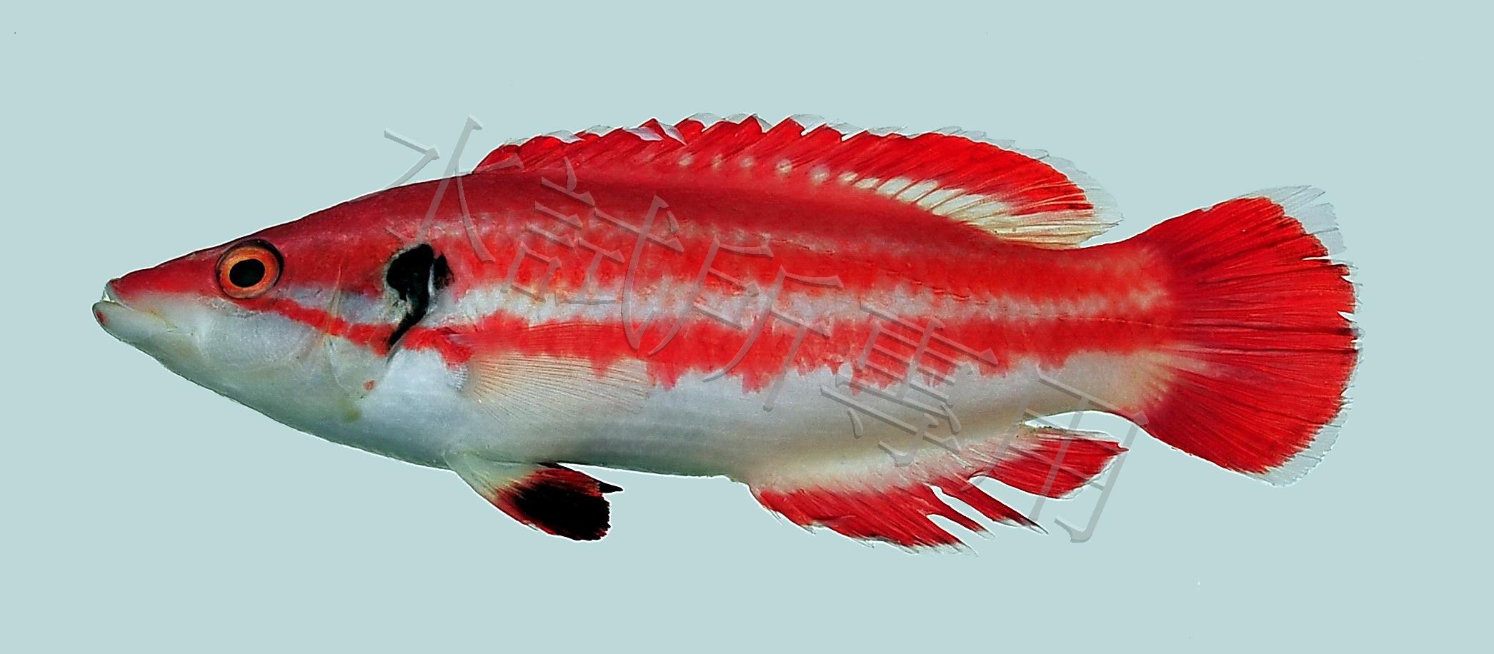 Bodianus masudai 