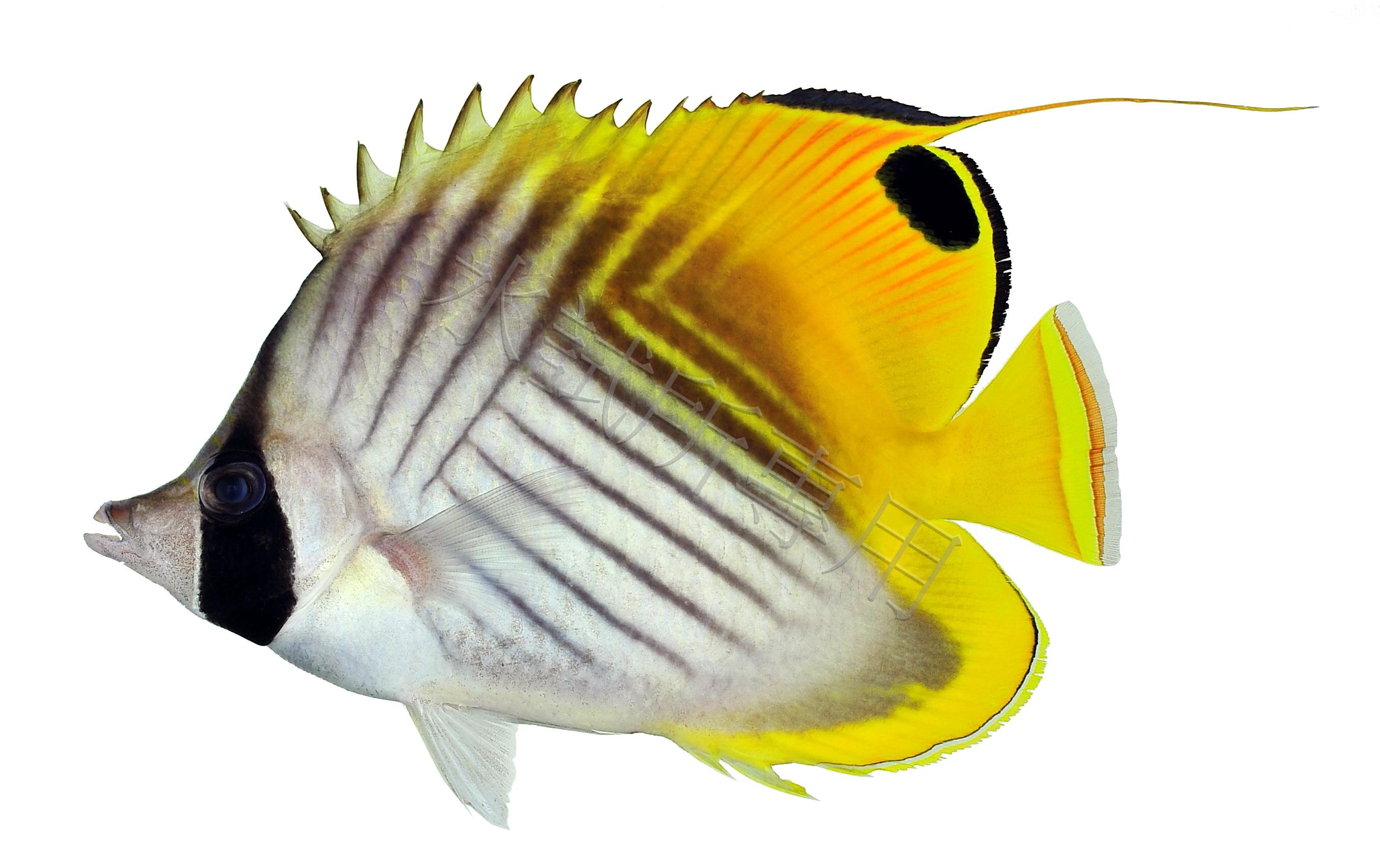 Chaetodon auriga 