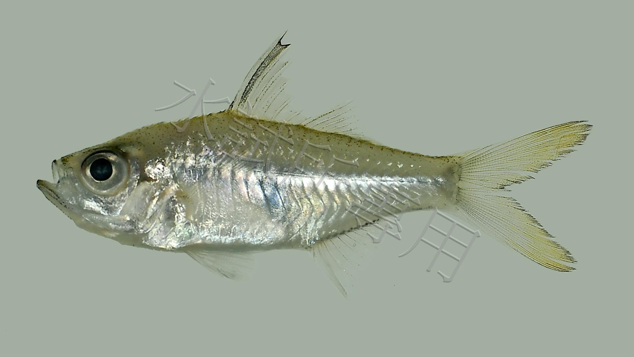 Ambassis buruensis 