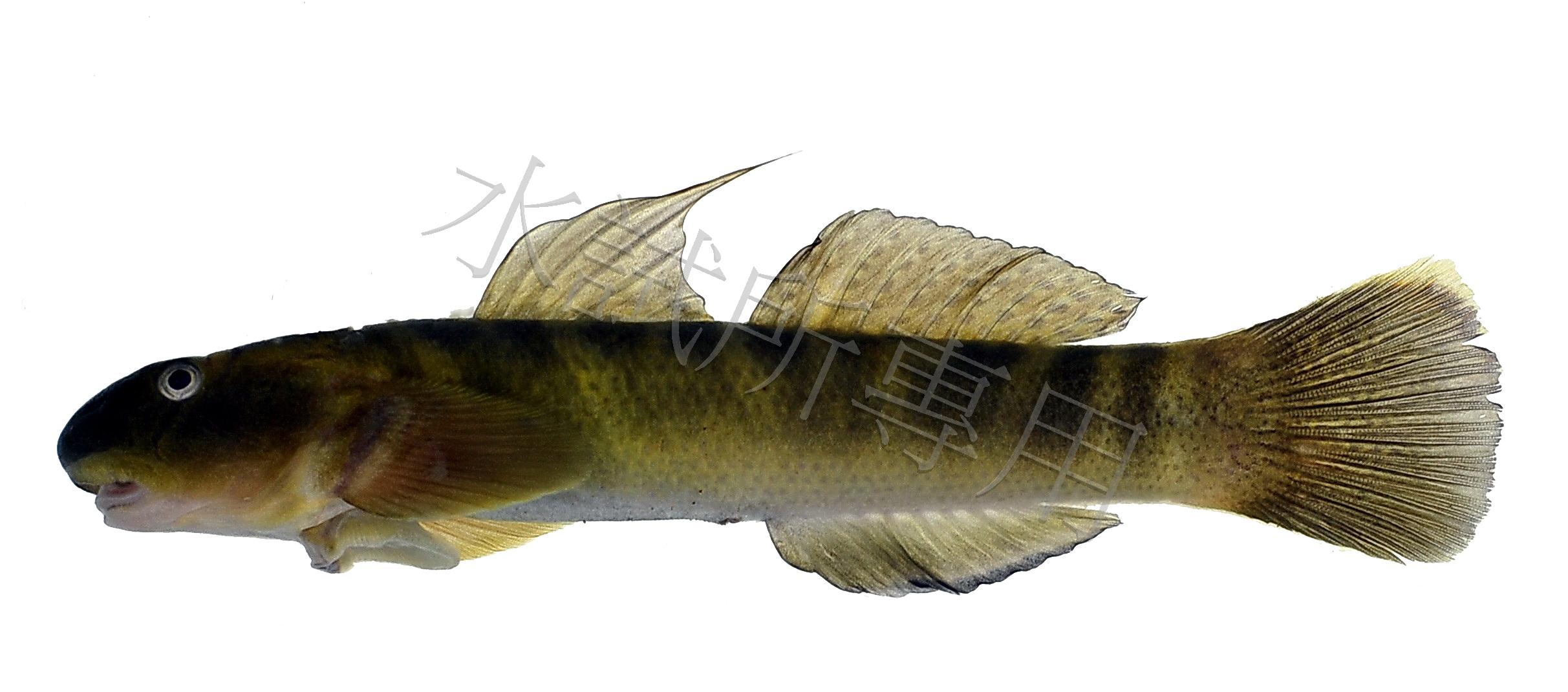 Sicyopterus japonicus 