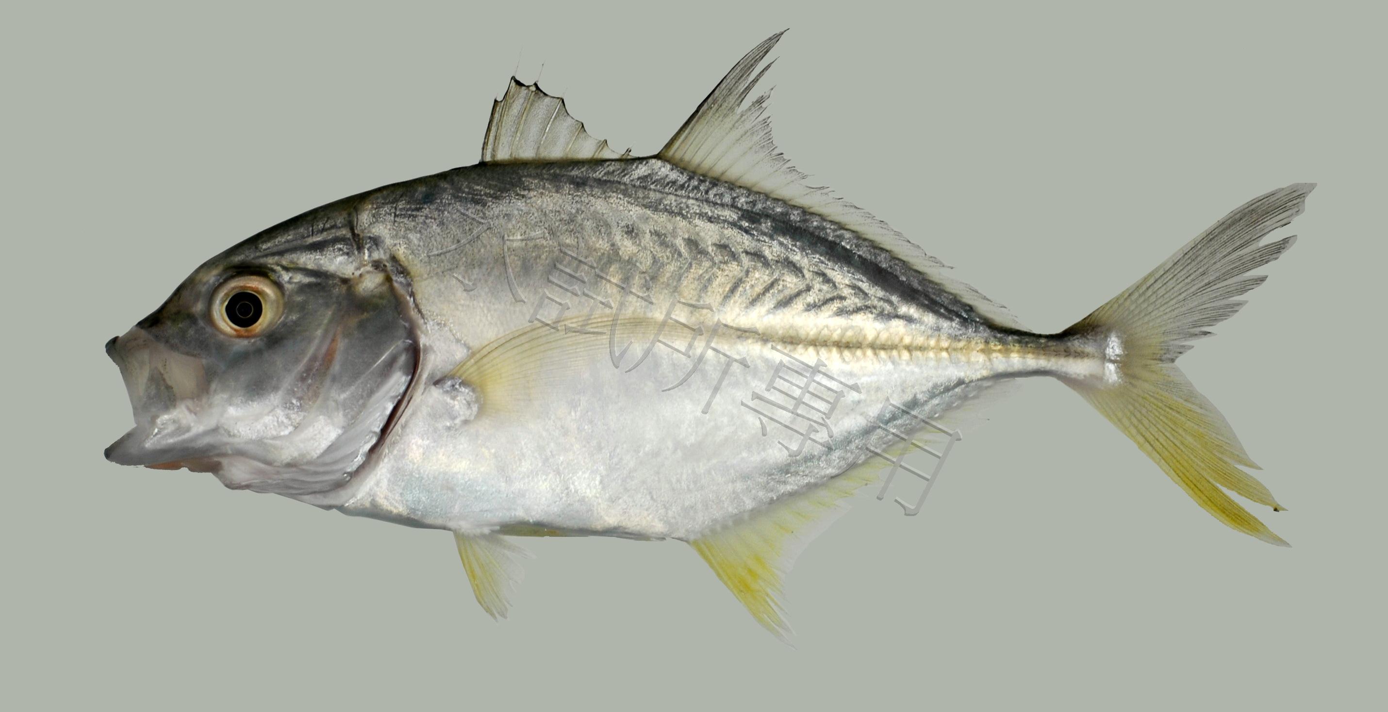 Caranx sexfasciatus 