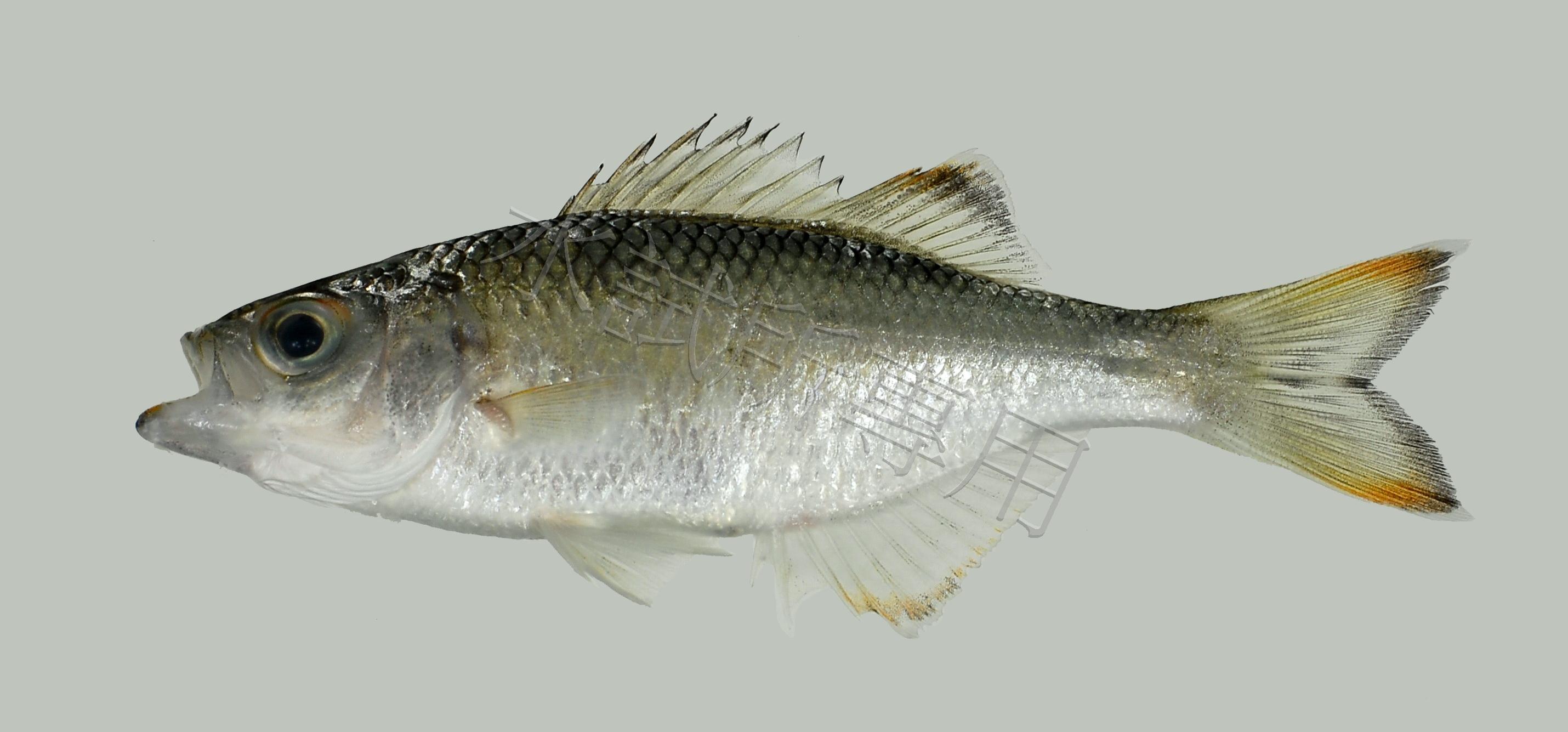 Kuhlia marginata 