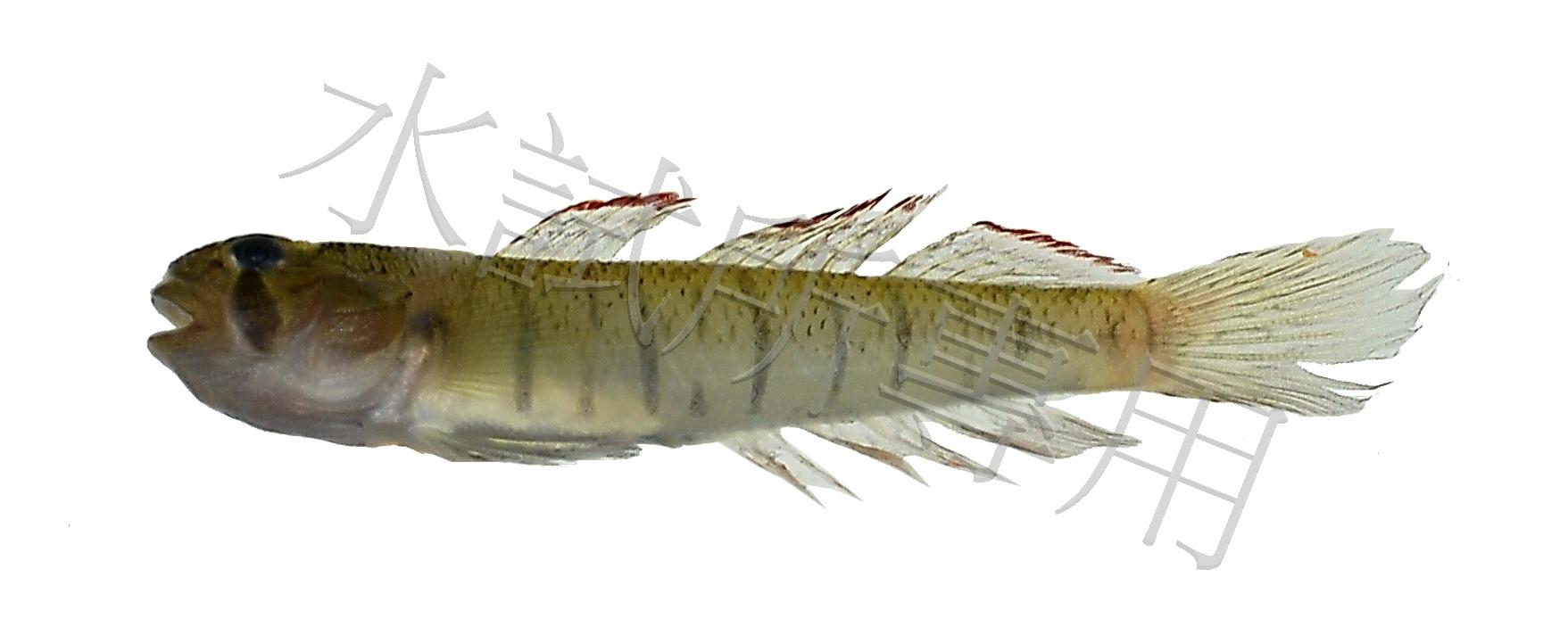 Stenogobius genivittatus 