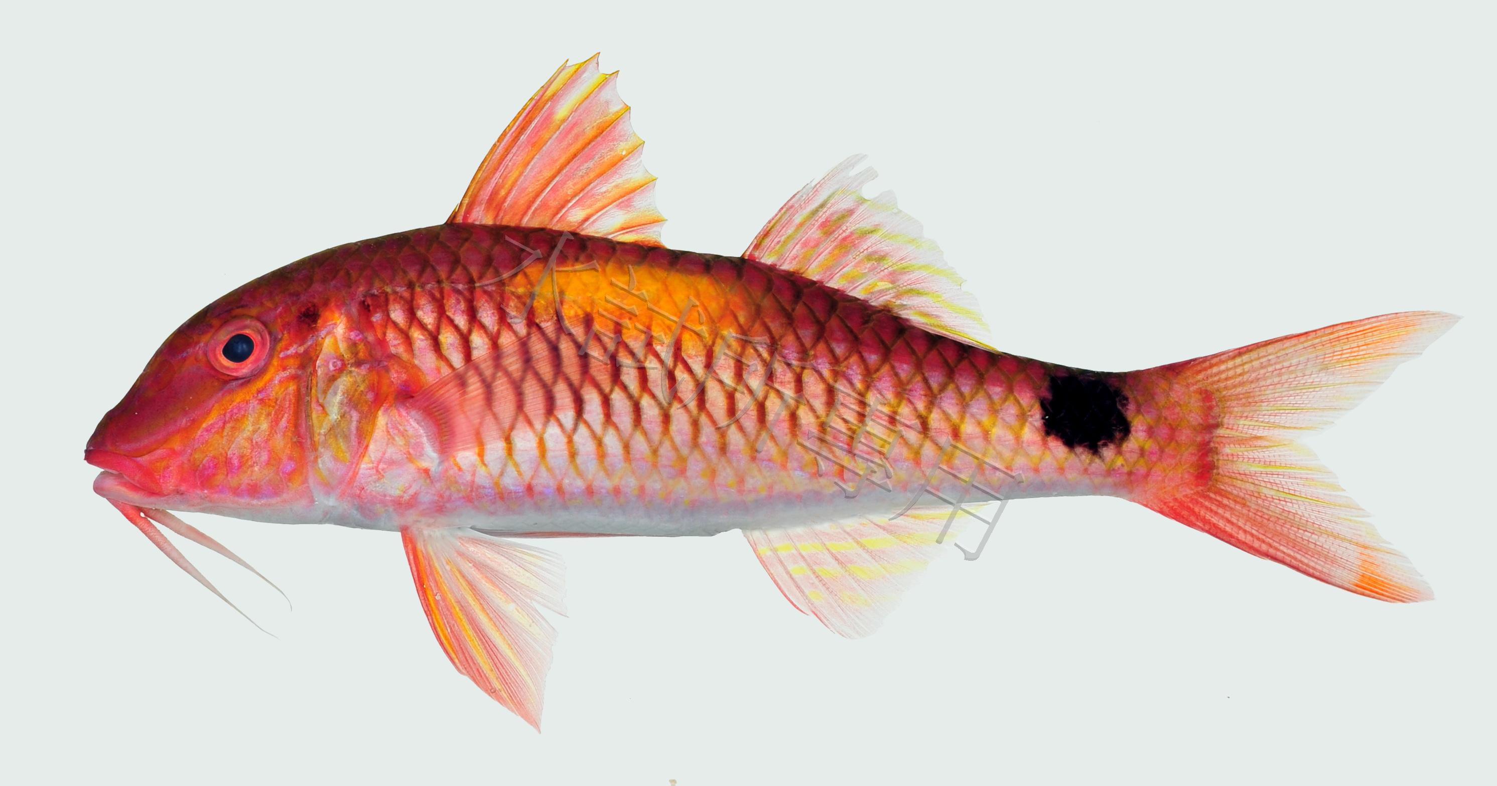 Parupeneus indicus