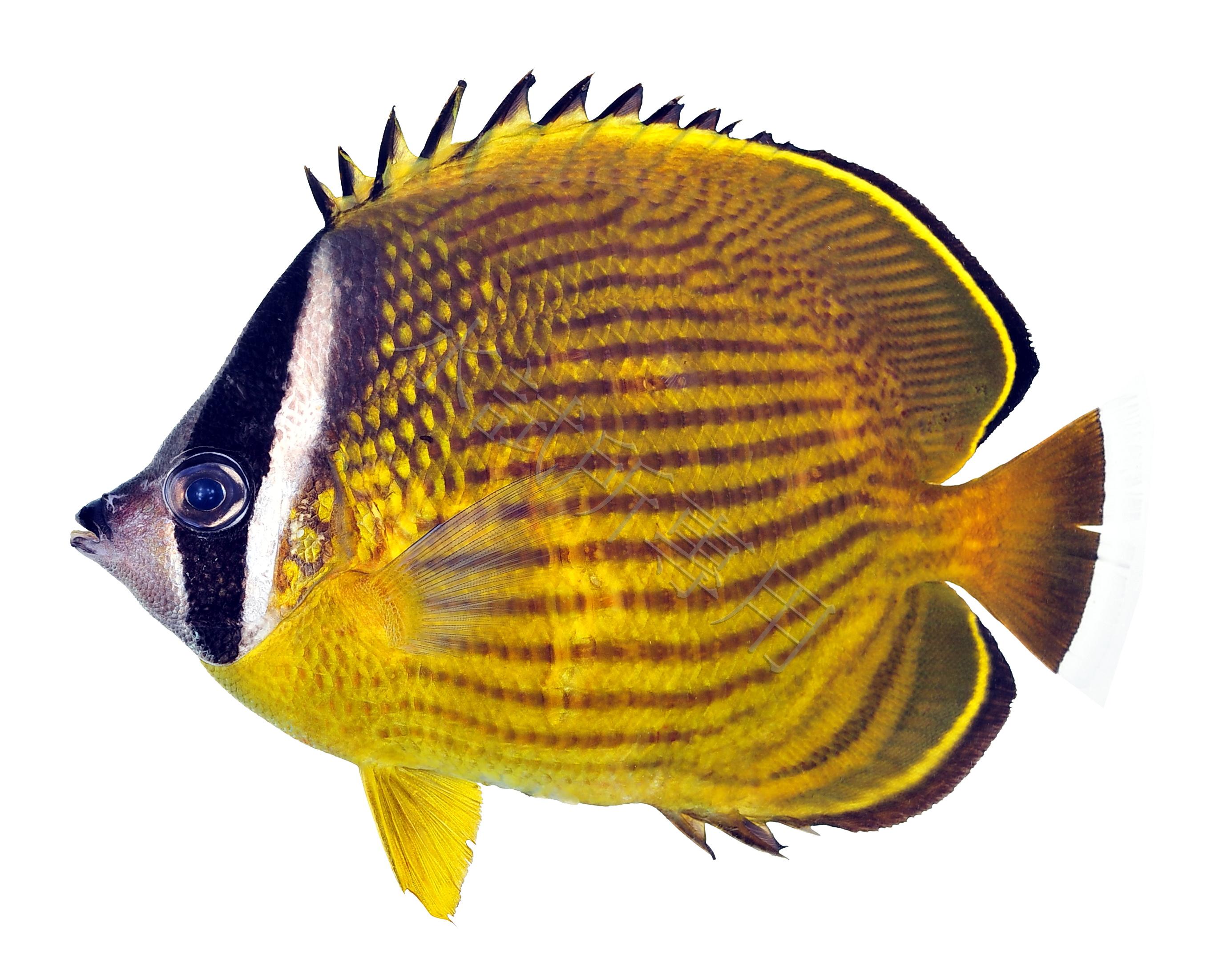 Chaetodon auripes