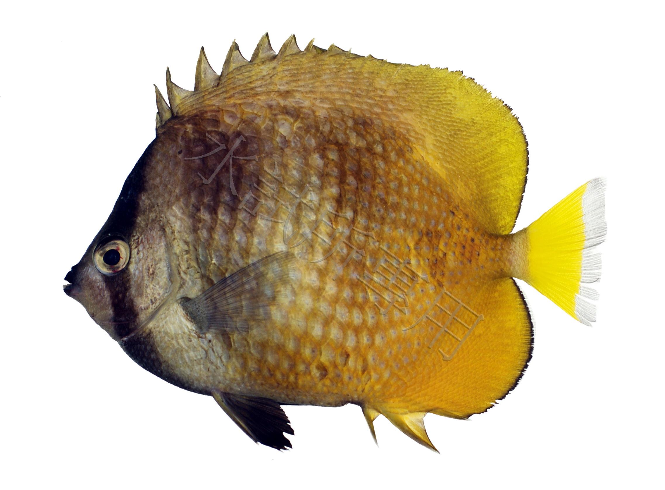 Chaetodon kleinii