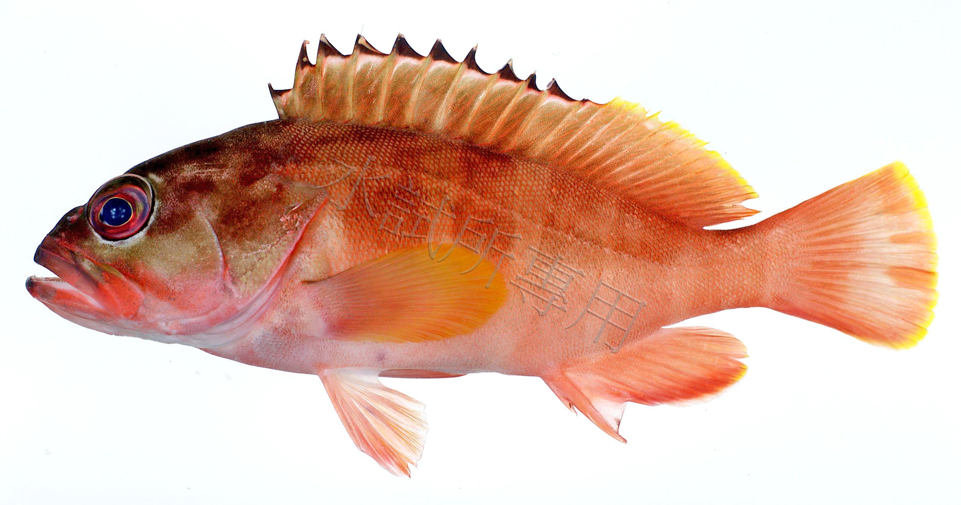 Epinephelus fasciatus