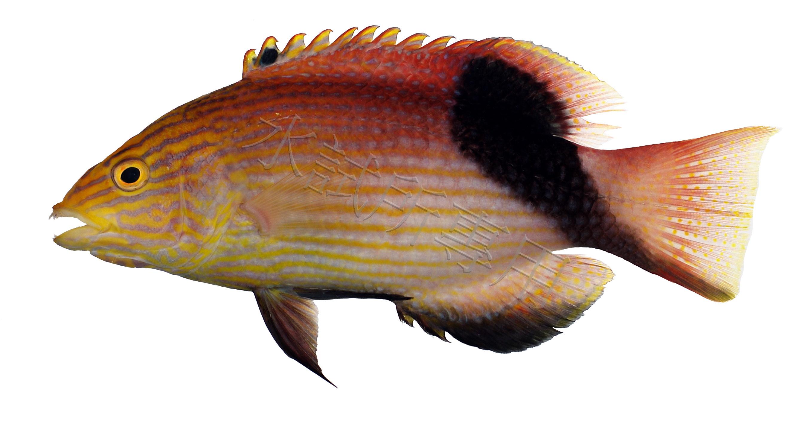 Bodianus loxozonus