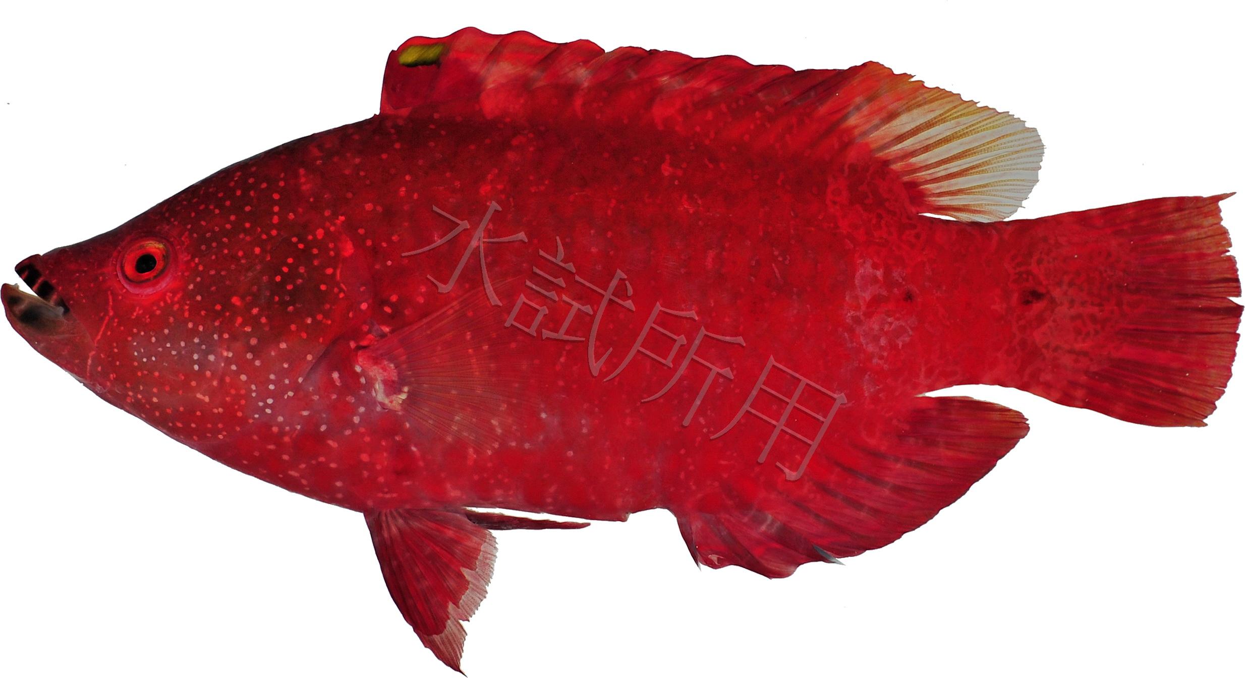 Cheilinus oxycephalus