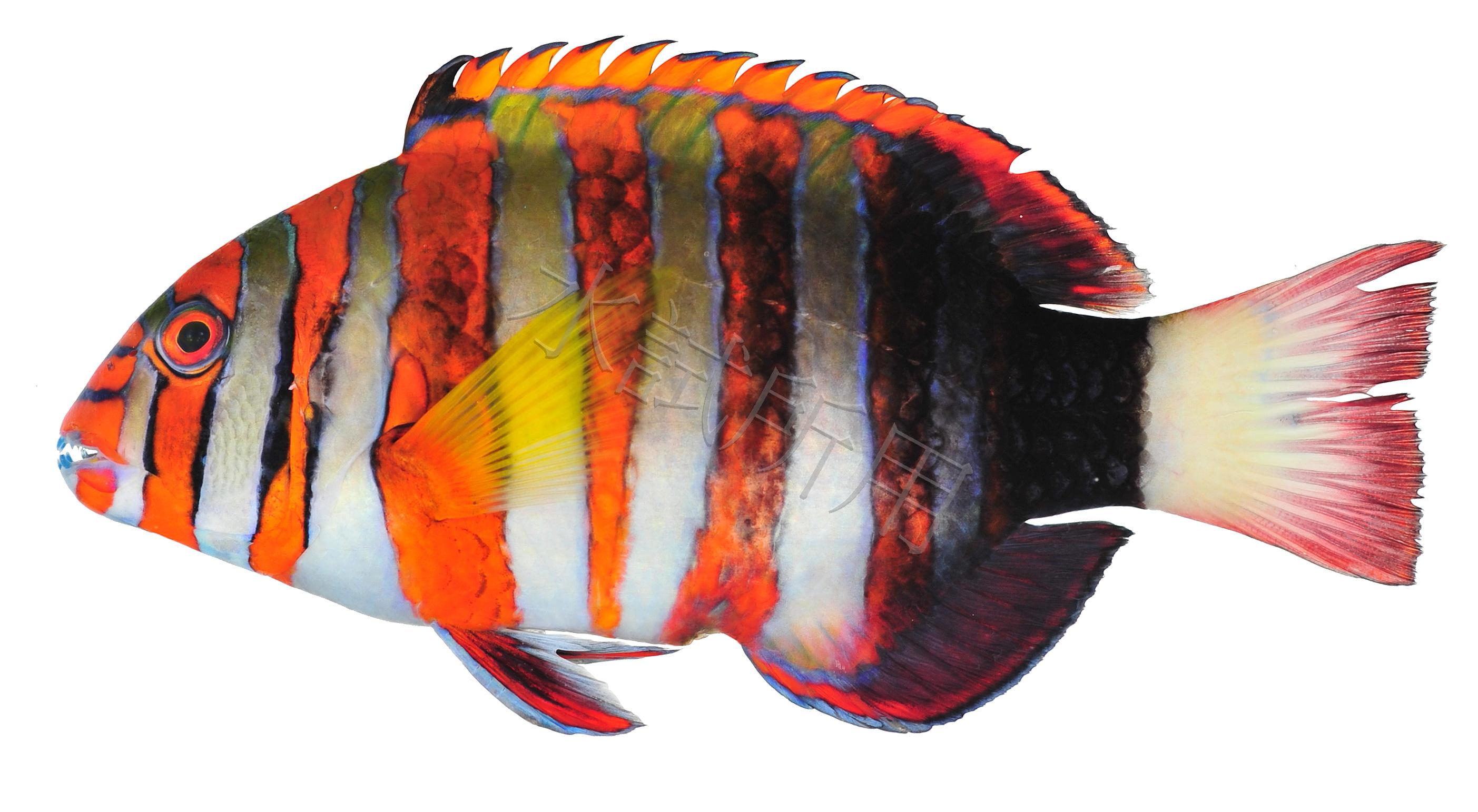 Choerodon fasciatus