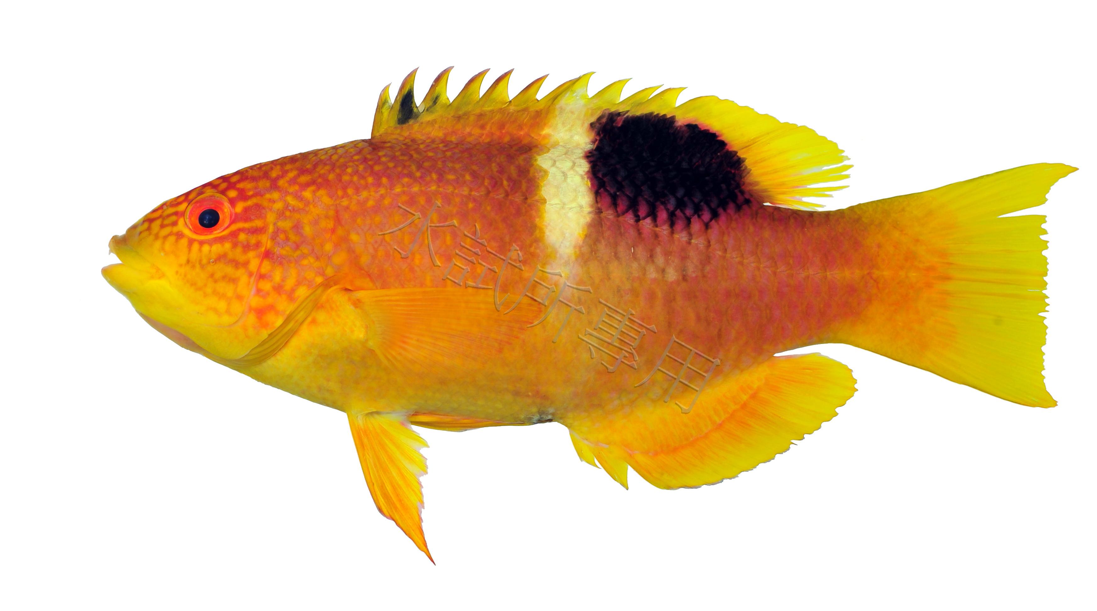 Bodianus perditio