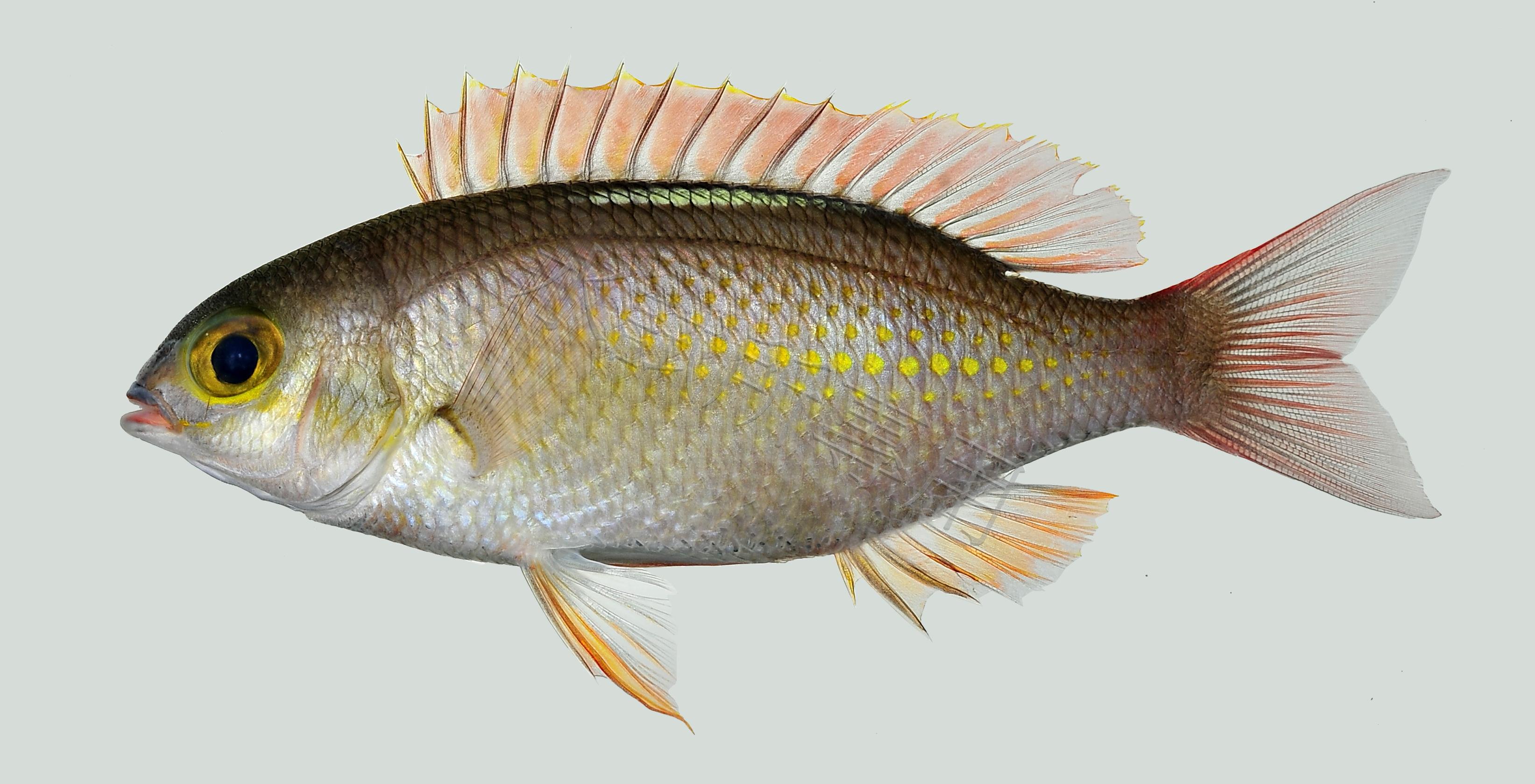 Scolopsis ciliatus