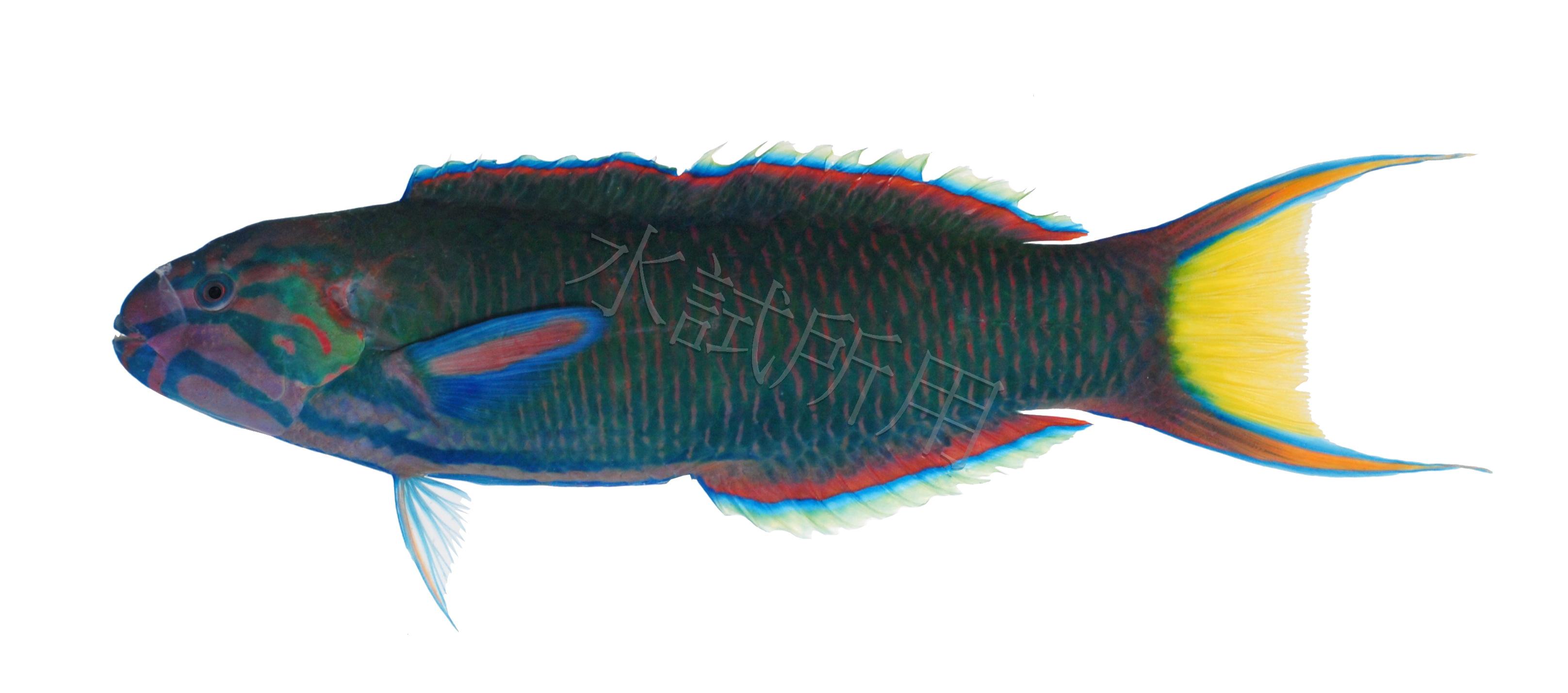 Thalassoma lunare