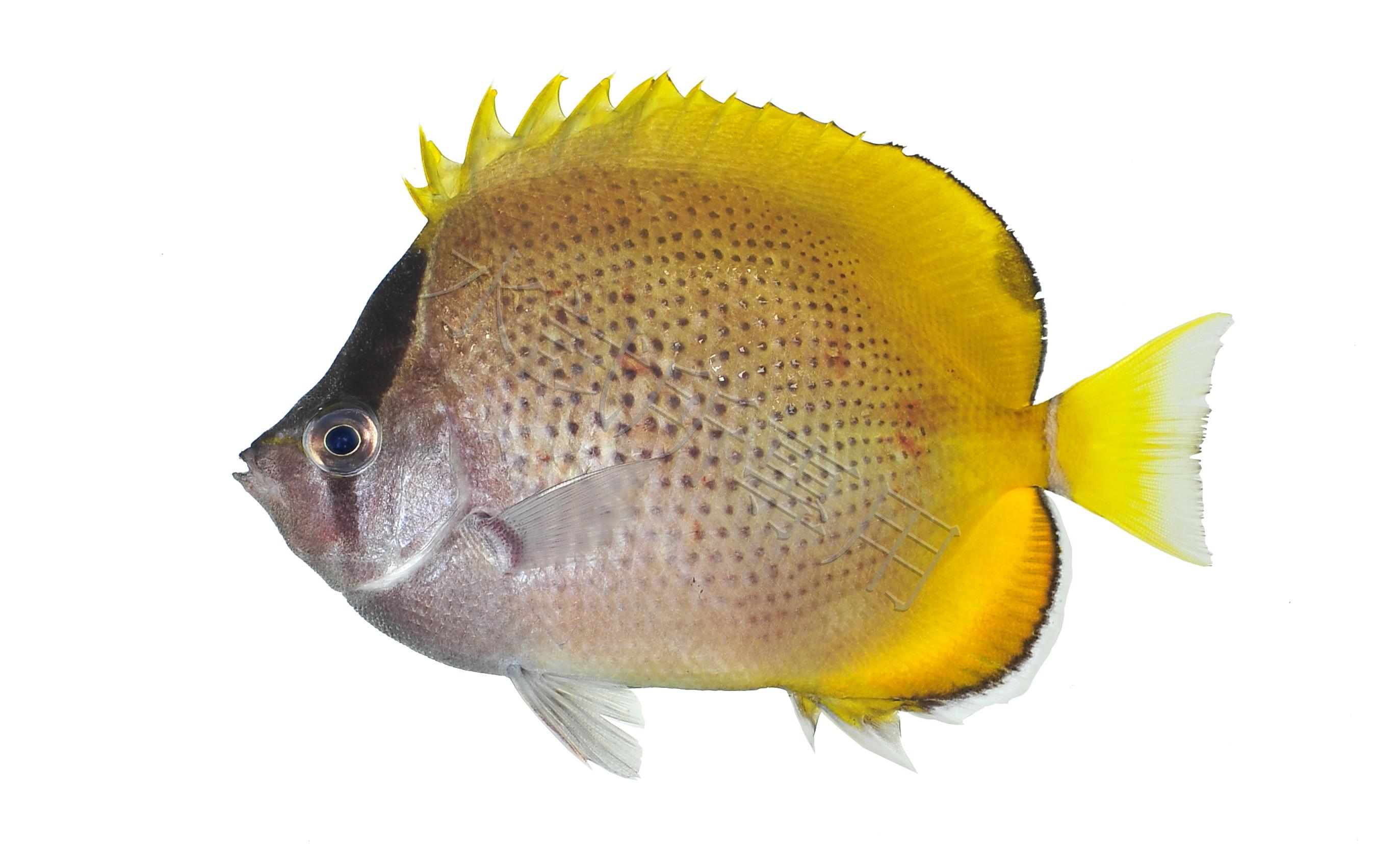 Chaetodon guentheri