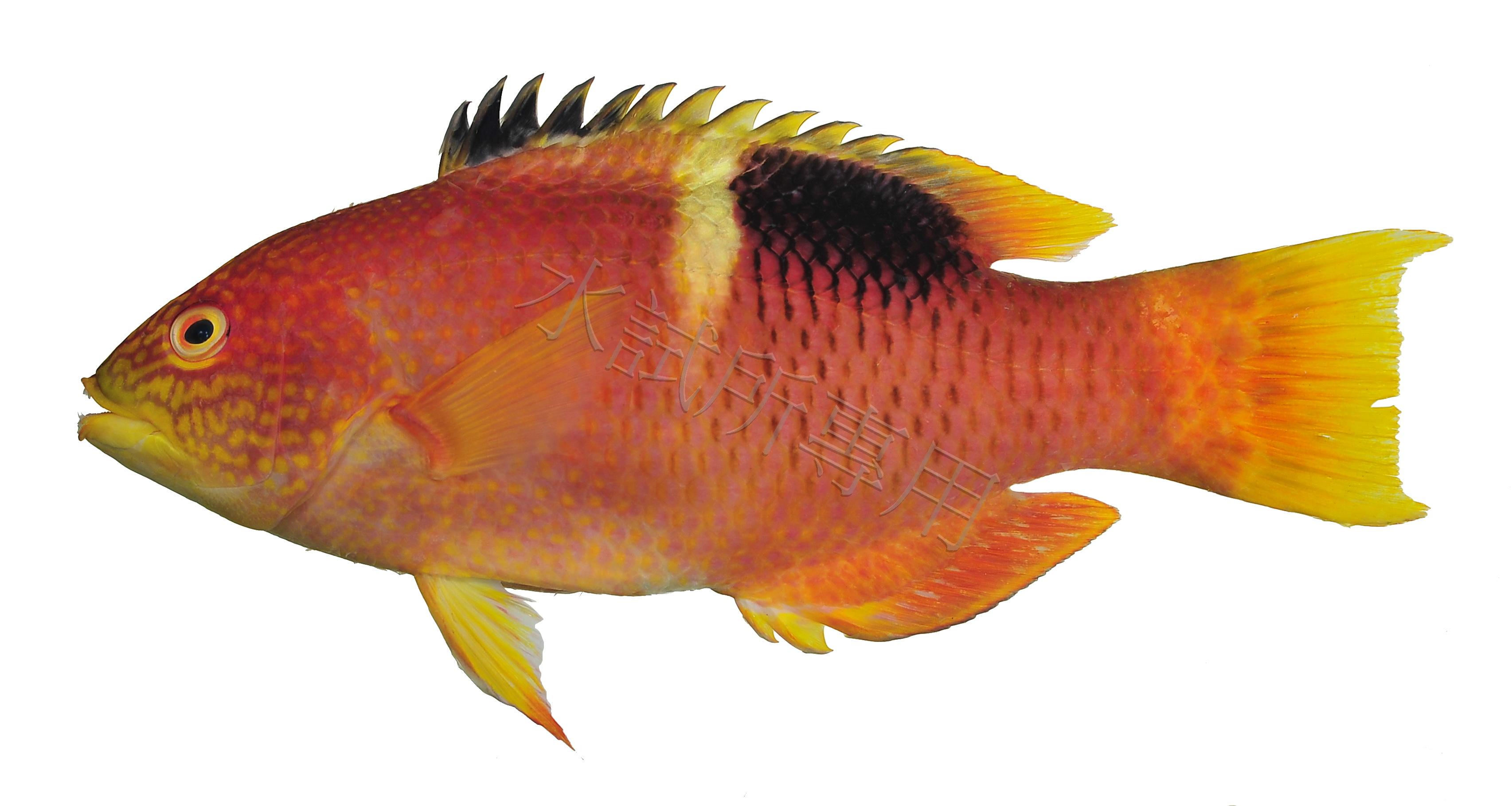 Bodianus perditio