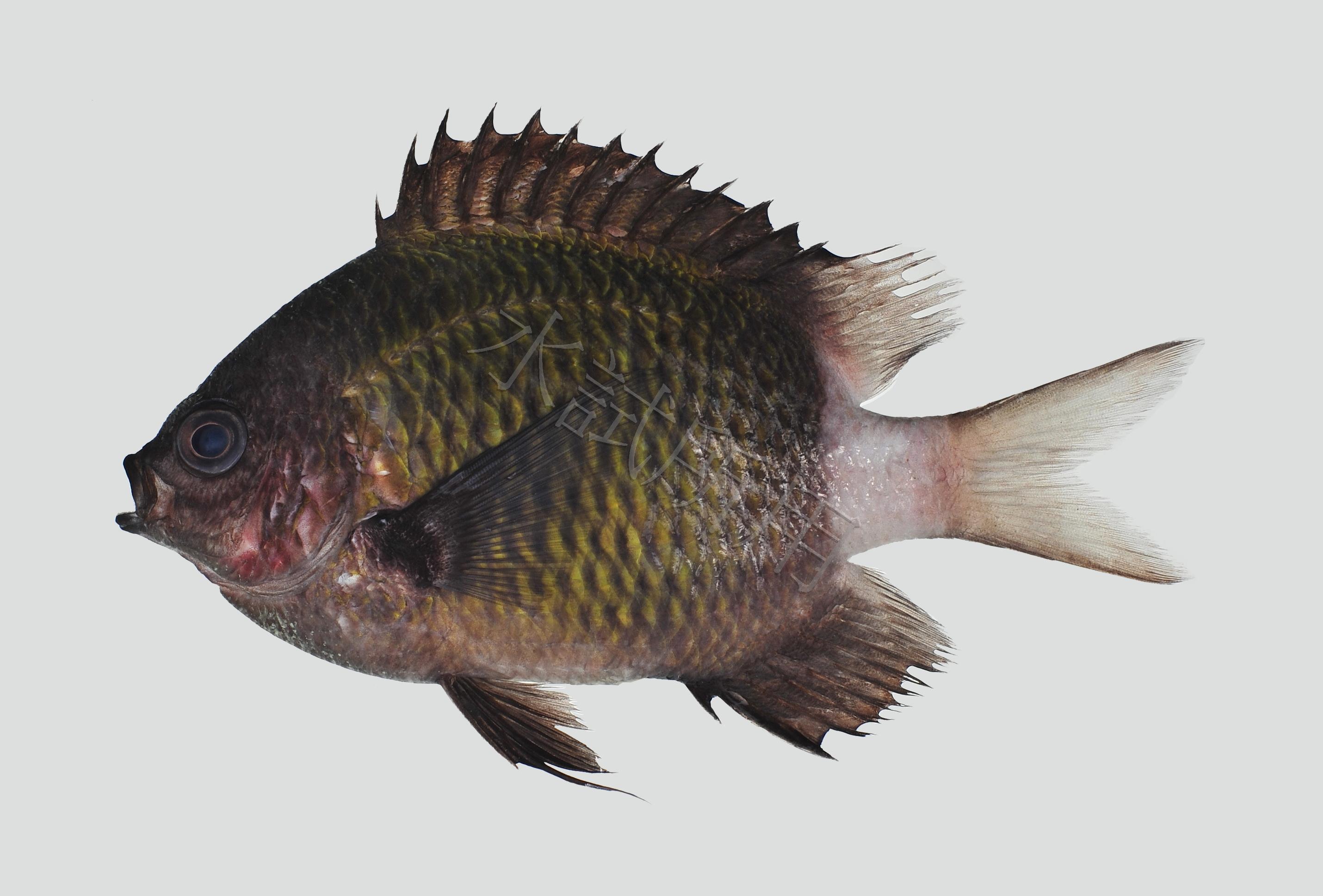 Chromis chrysura