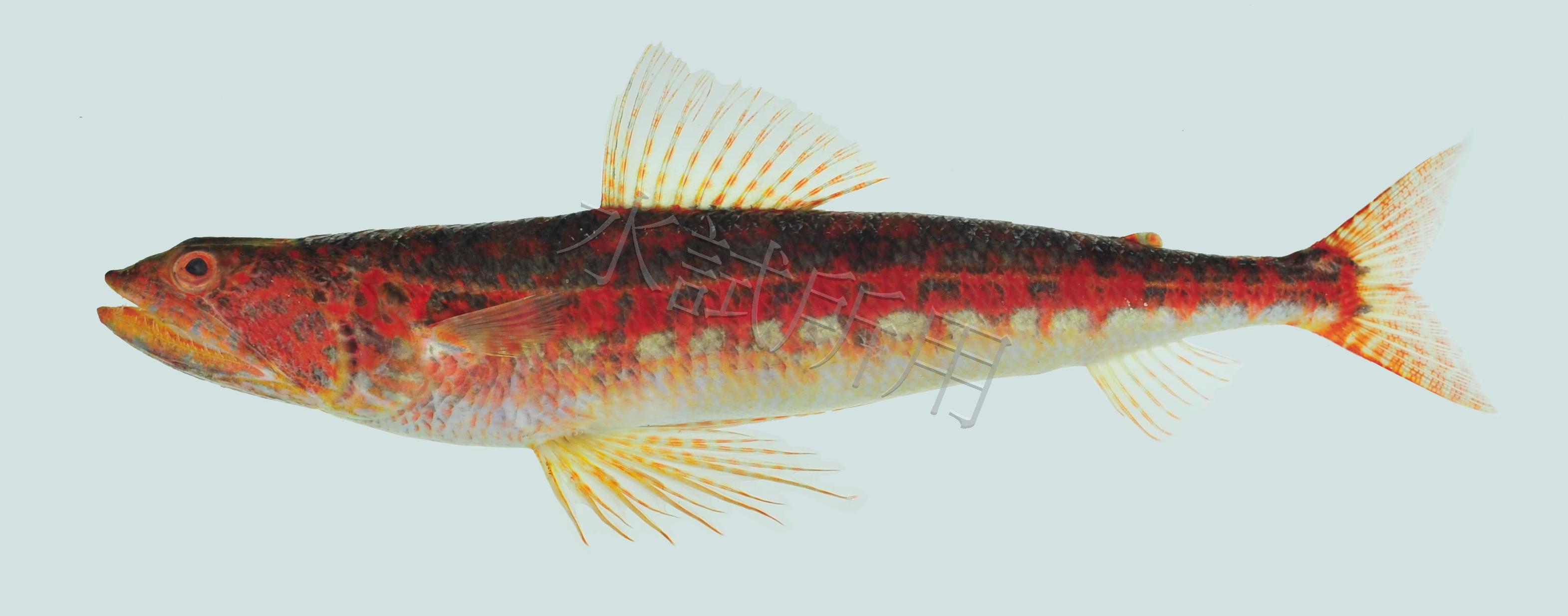 Synodus variegatus