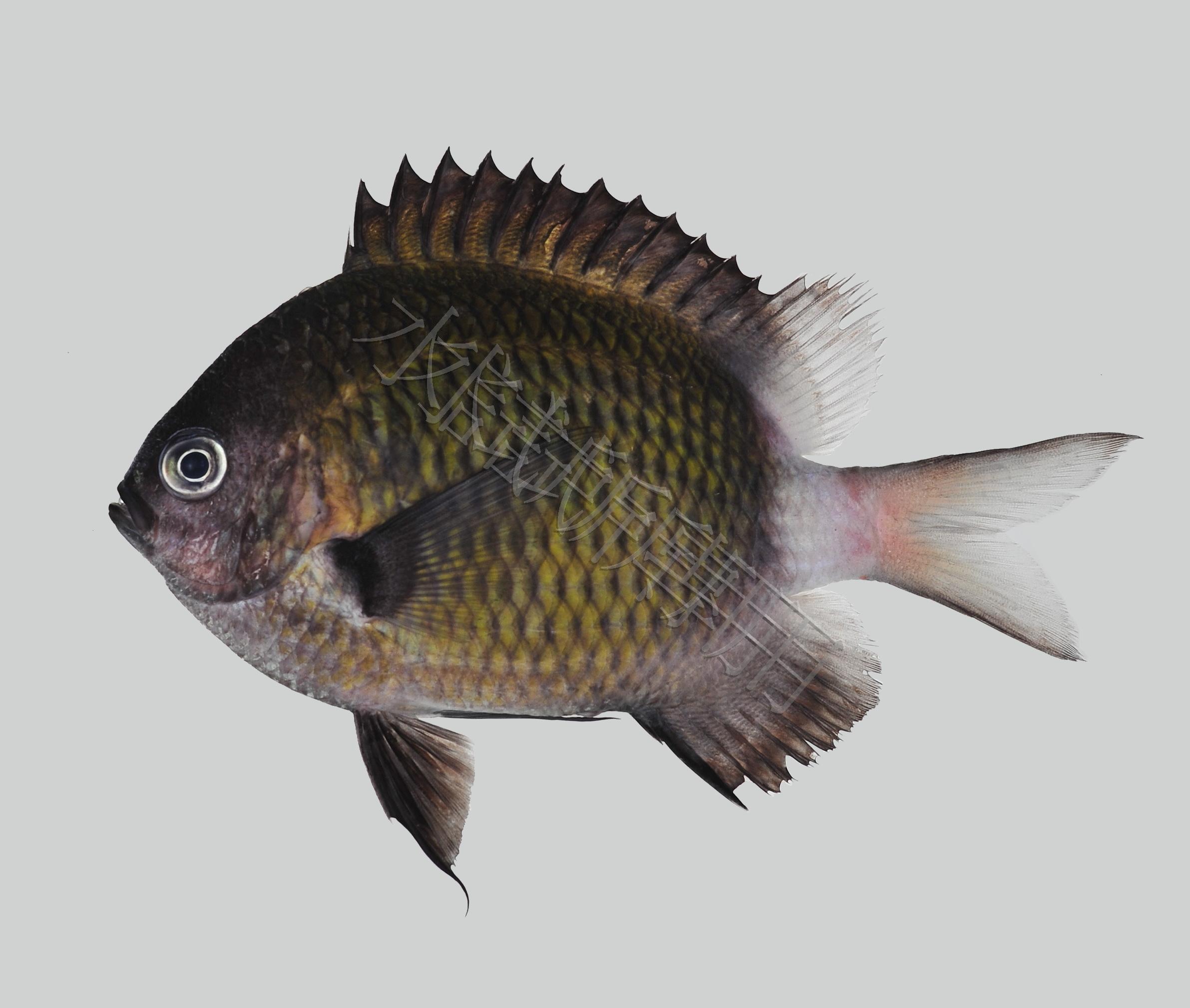 Chromis chrysura