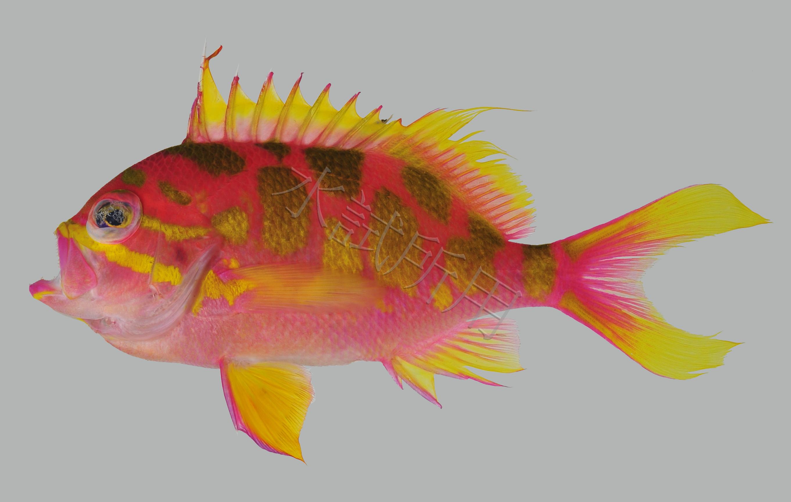 Odontanthias borbonius