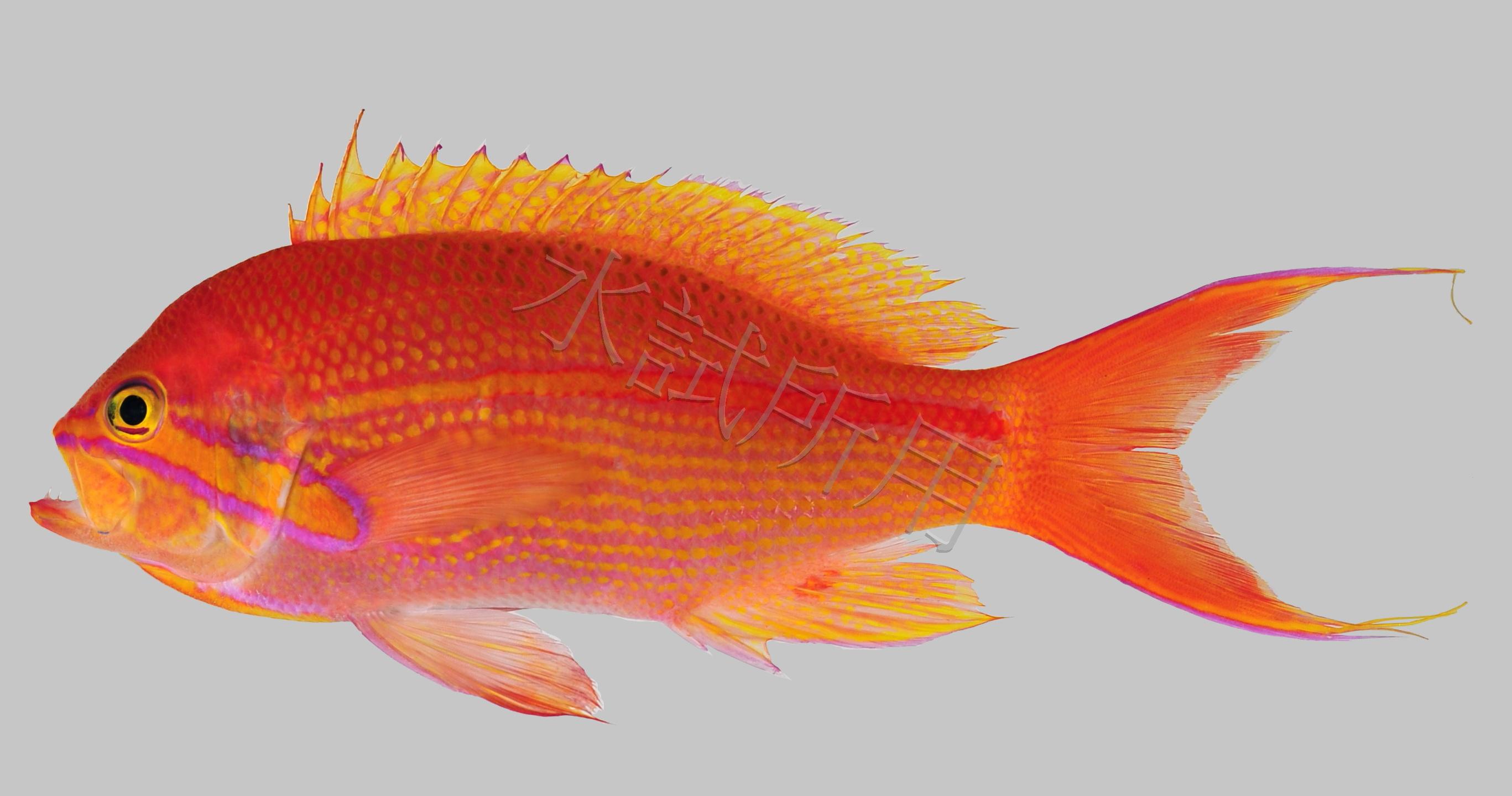 Pseudanthias fasciatus