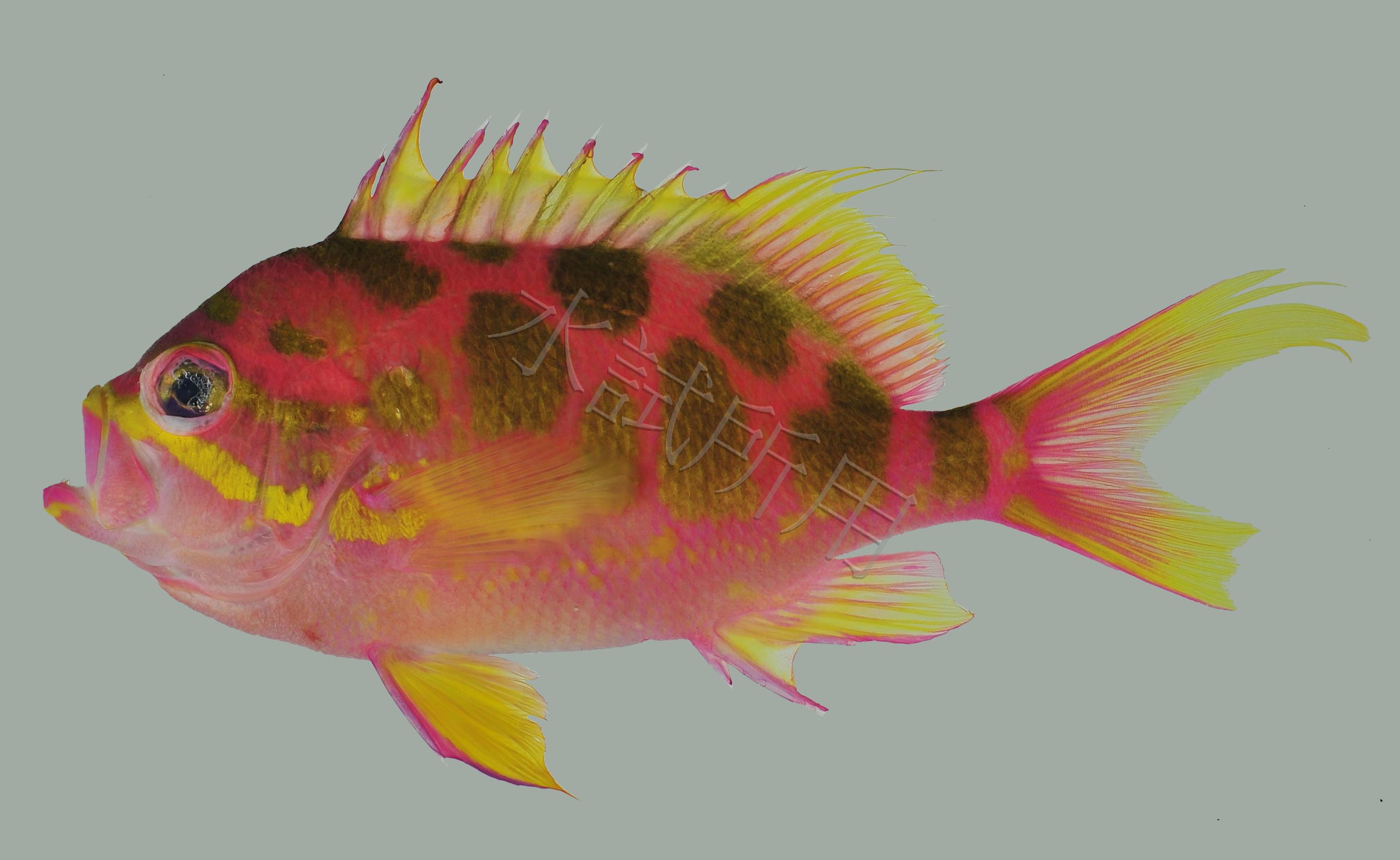 Odontanthias borbonius