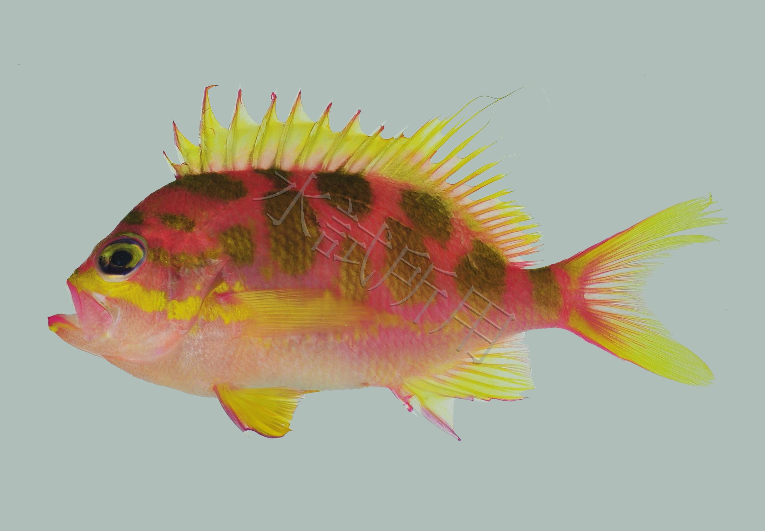 Odontanthias borbonius