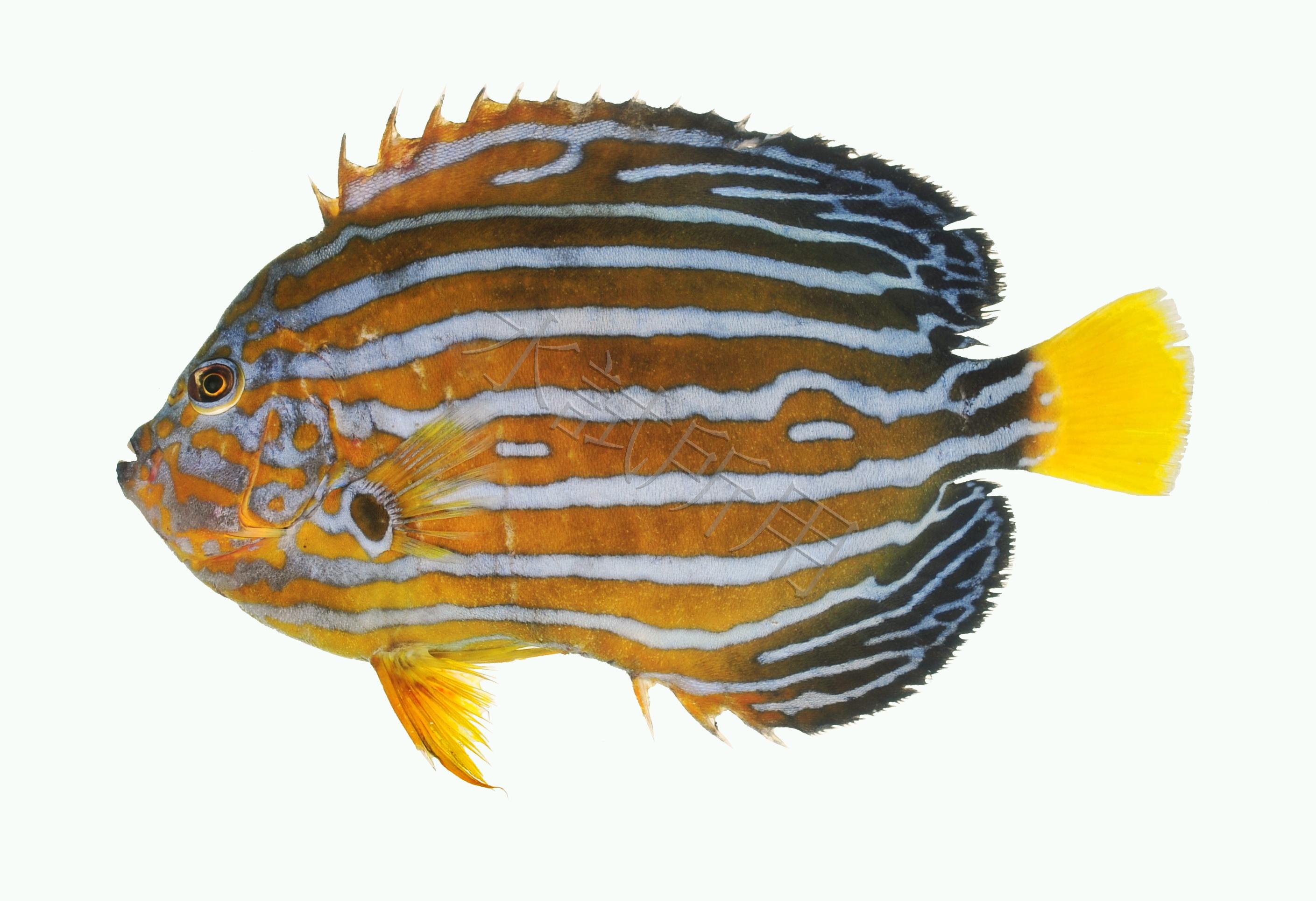 Chaetodontoplus septentrionalis