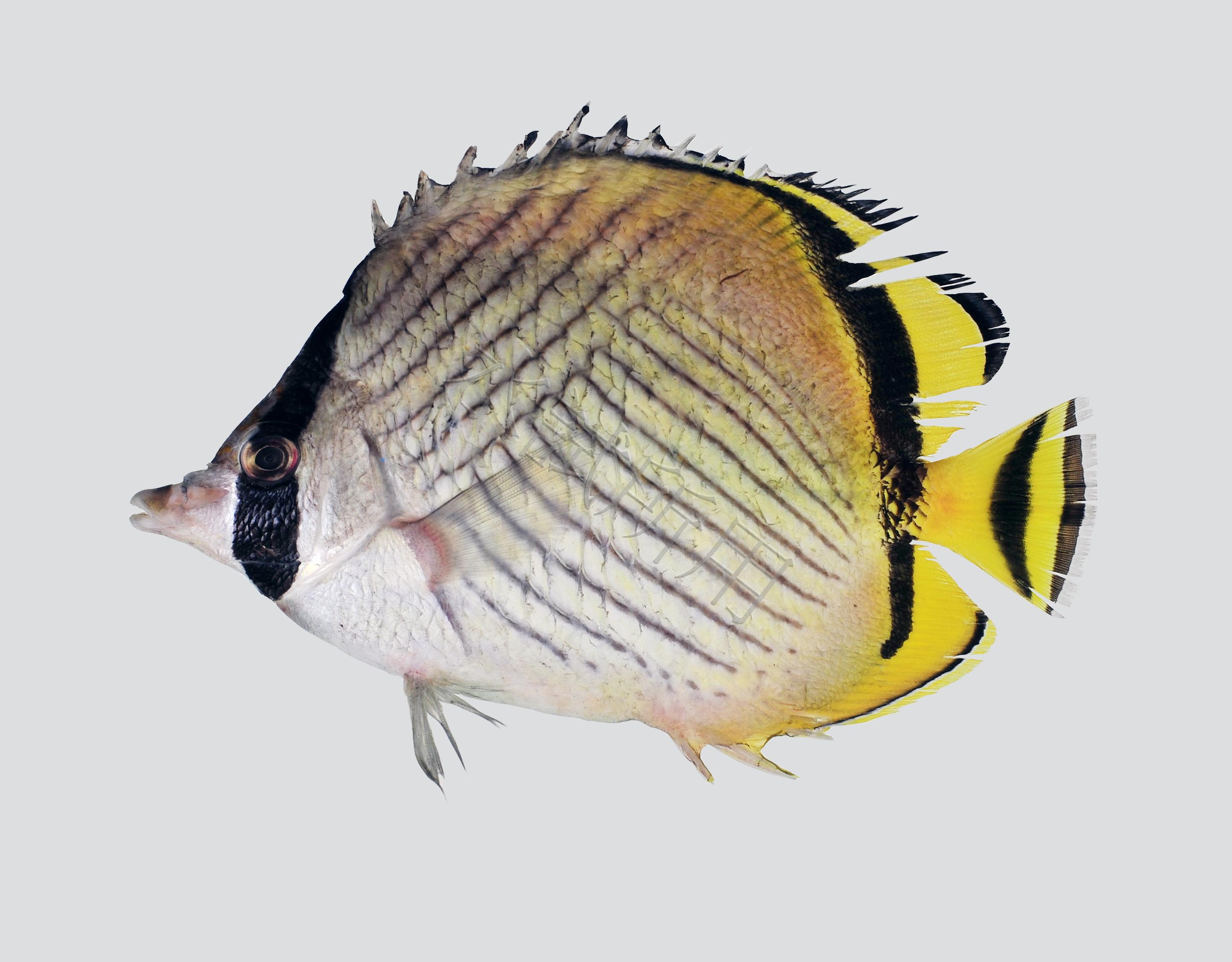 Chaetodon vagabundus