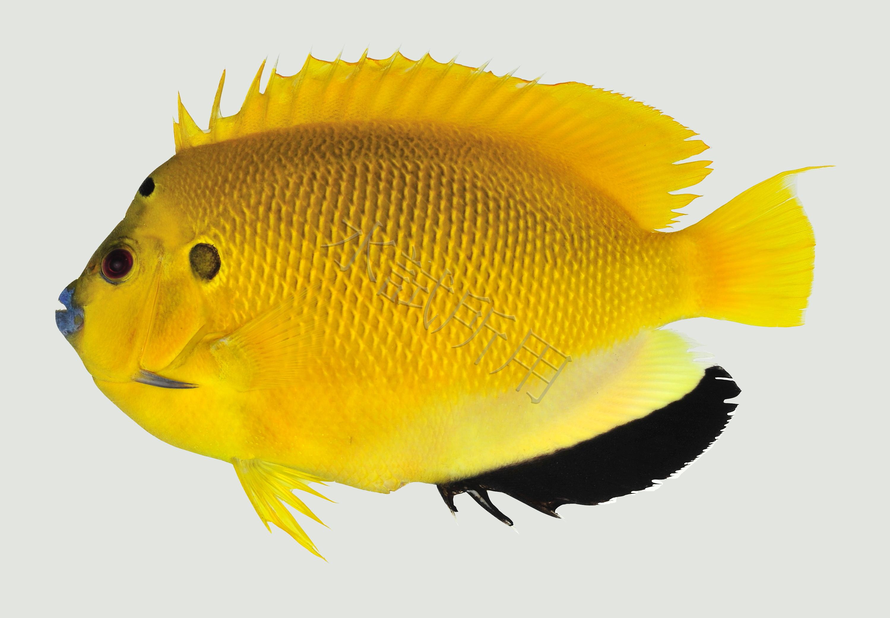 Apolemichthys trimaculatus