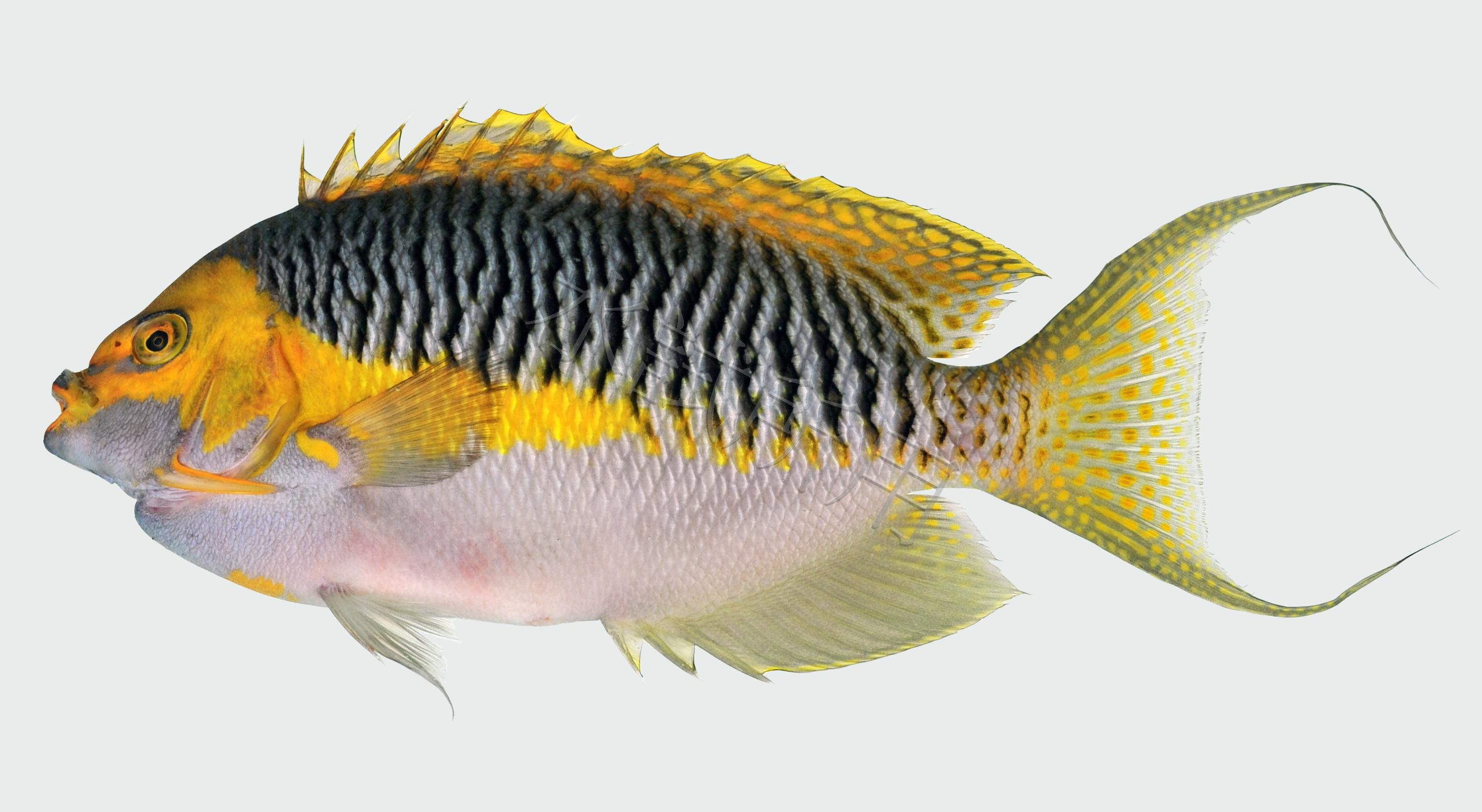 Genicanthus semifasciatus