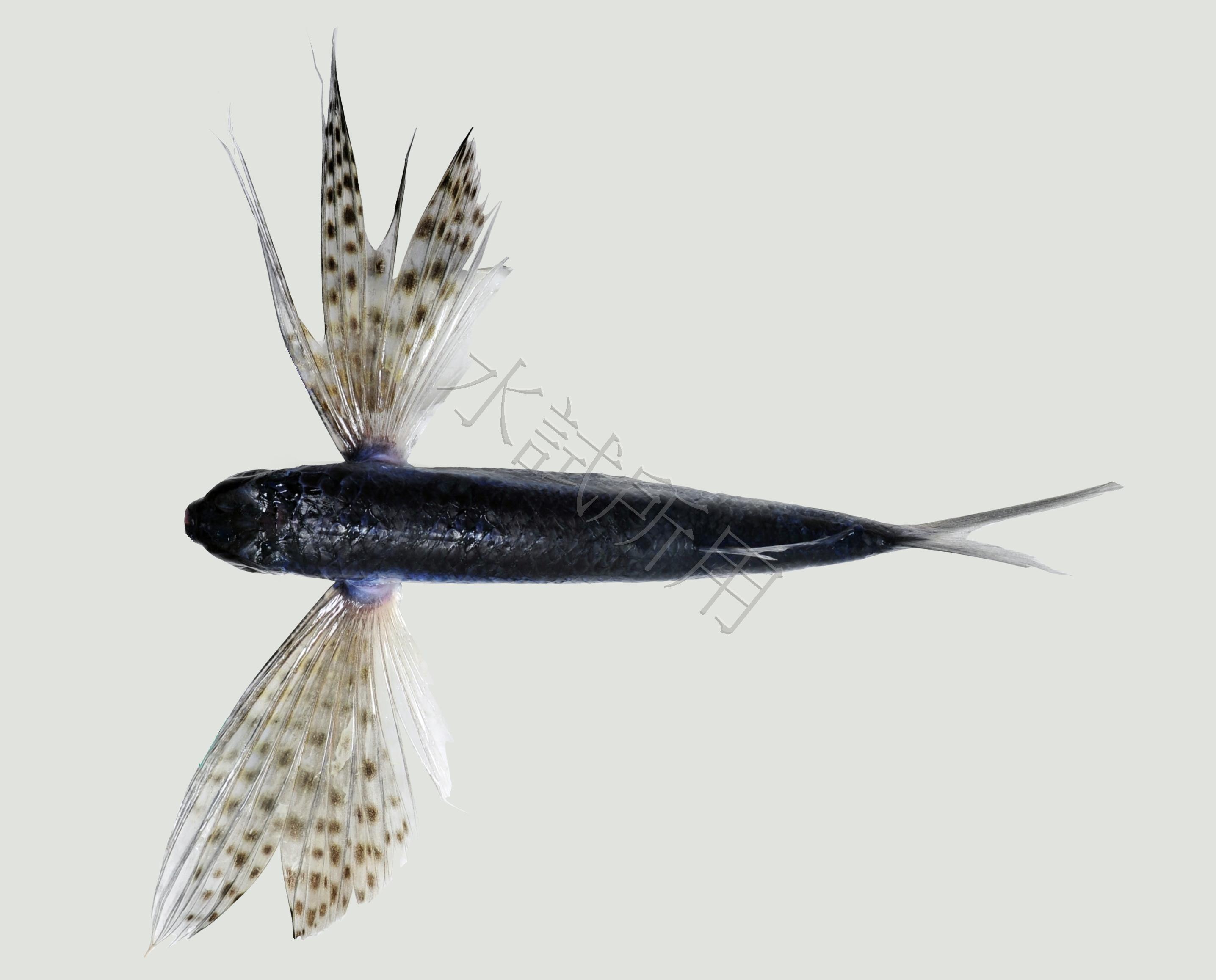 Cypselurus poecilopterus