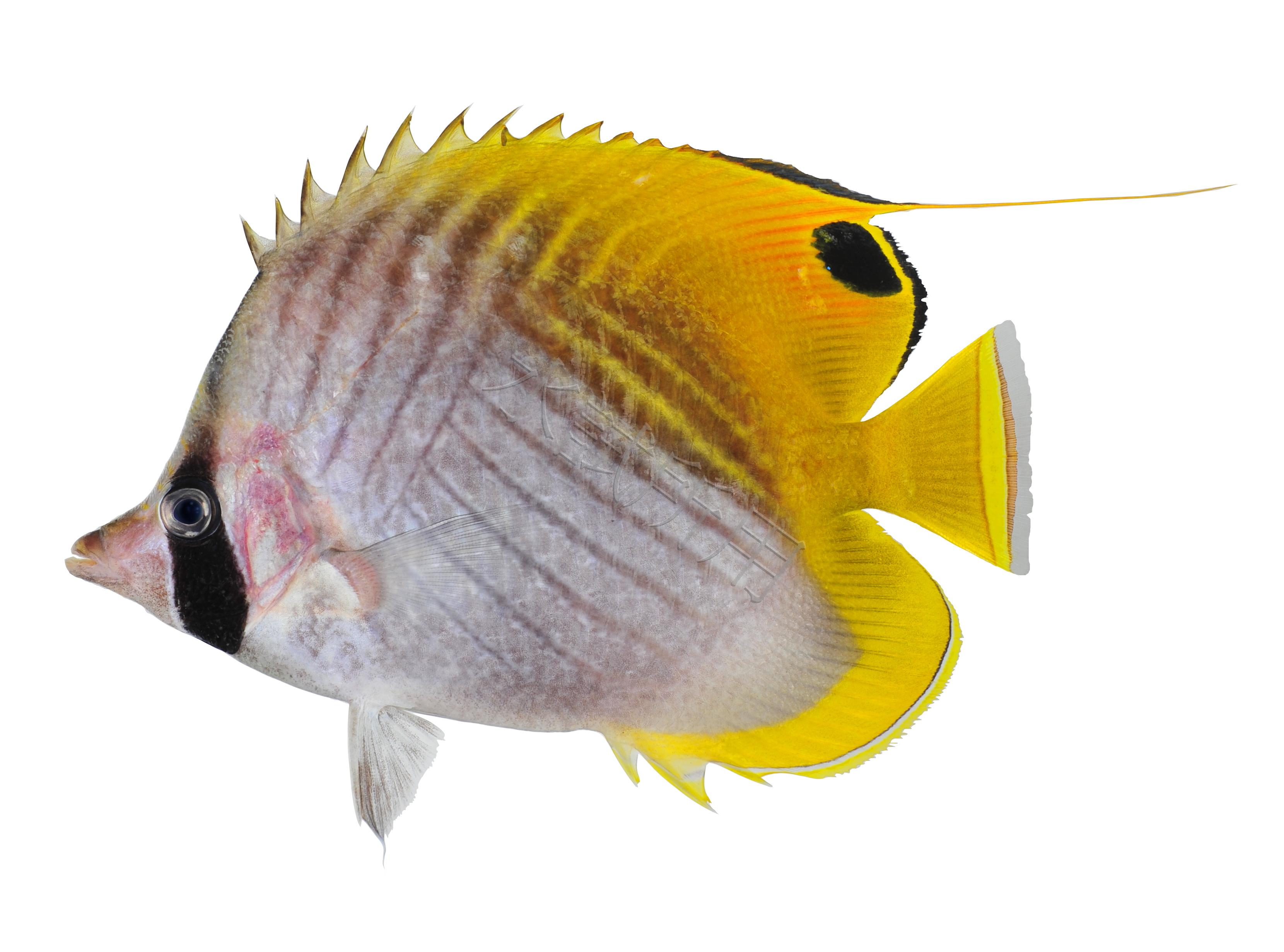 Chaetodon auriga