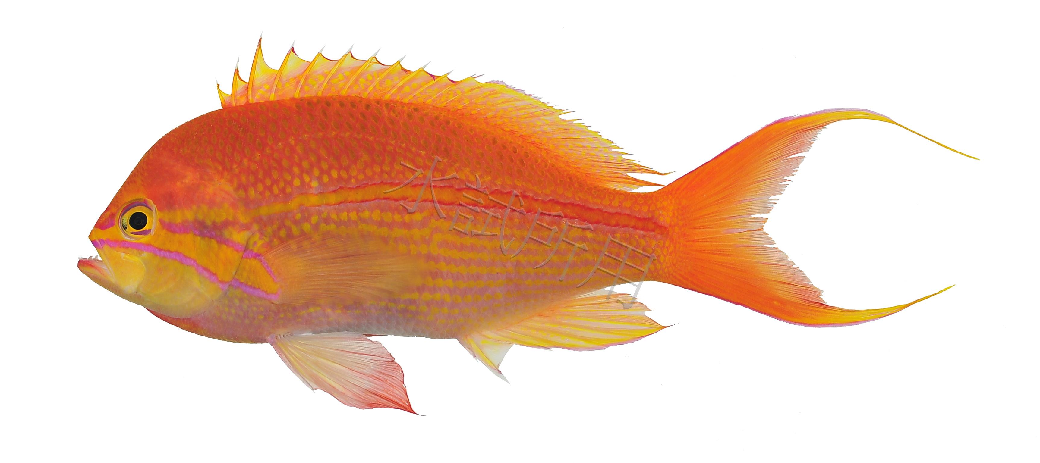 Pseudanthias fasciatus