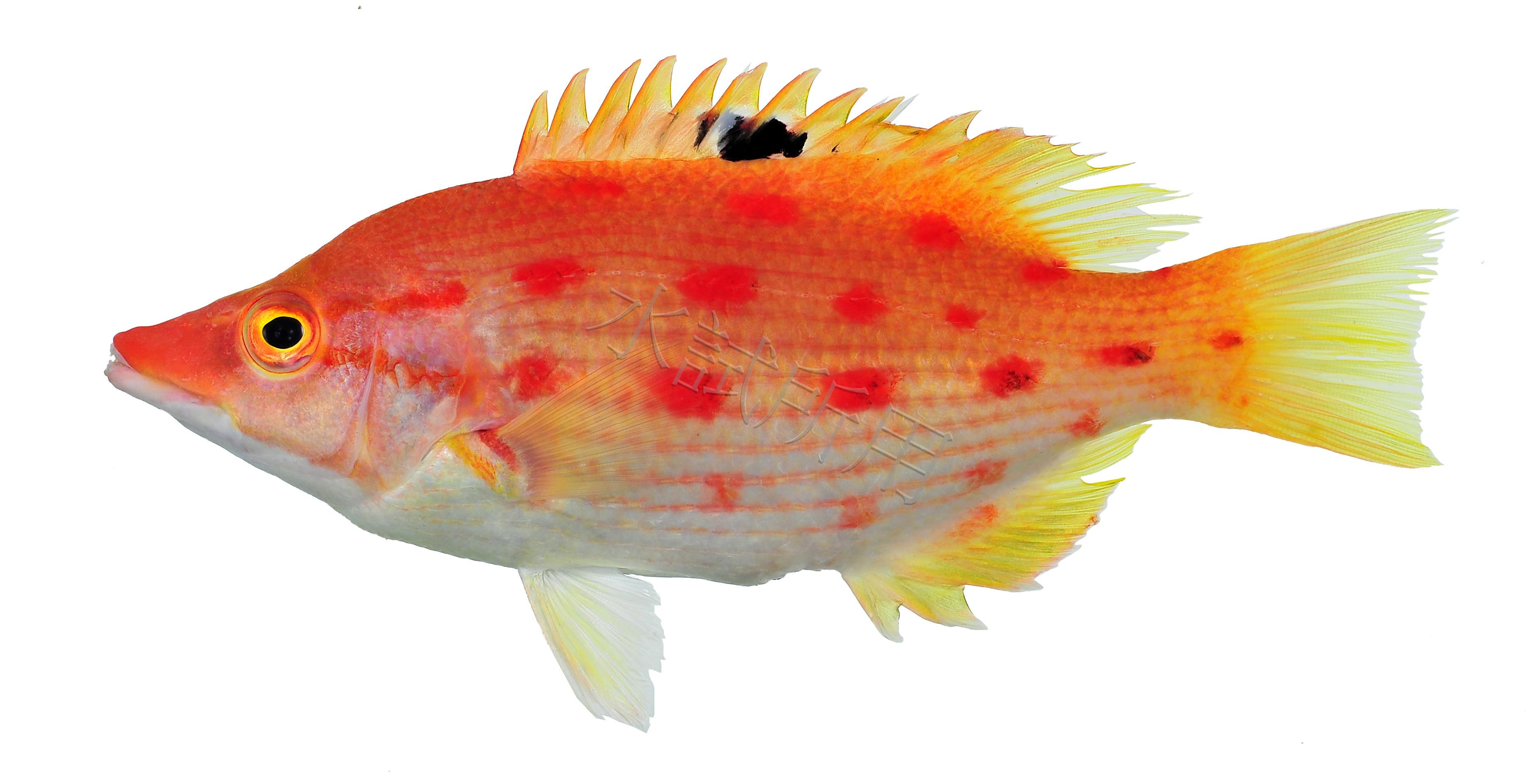 Bodianus oxycephalus