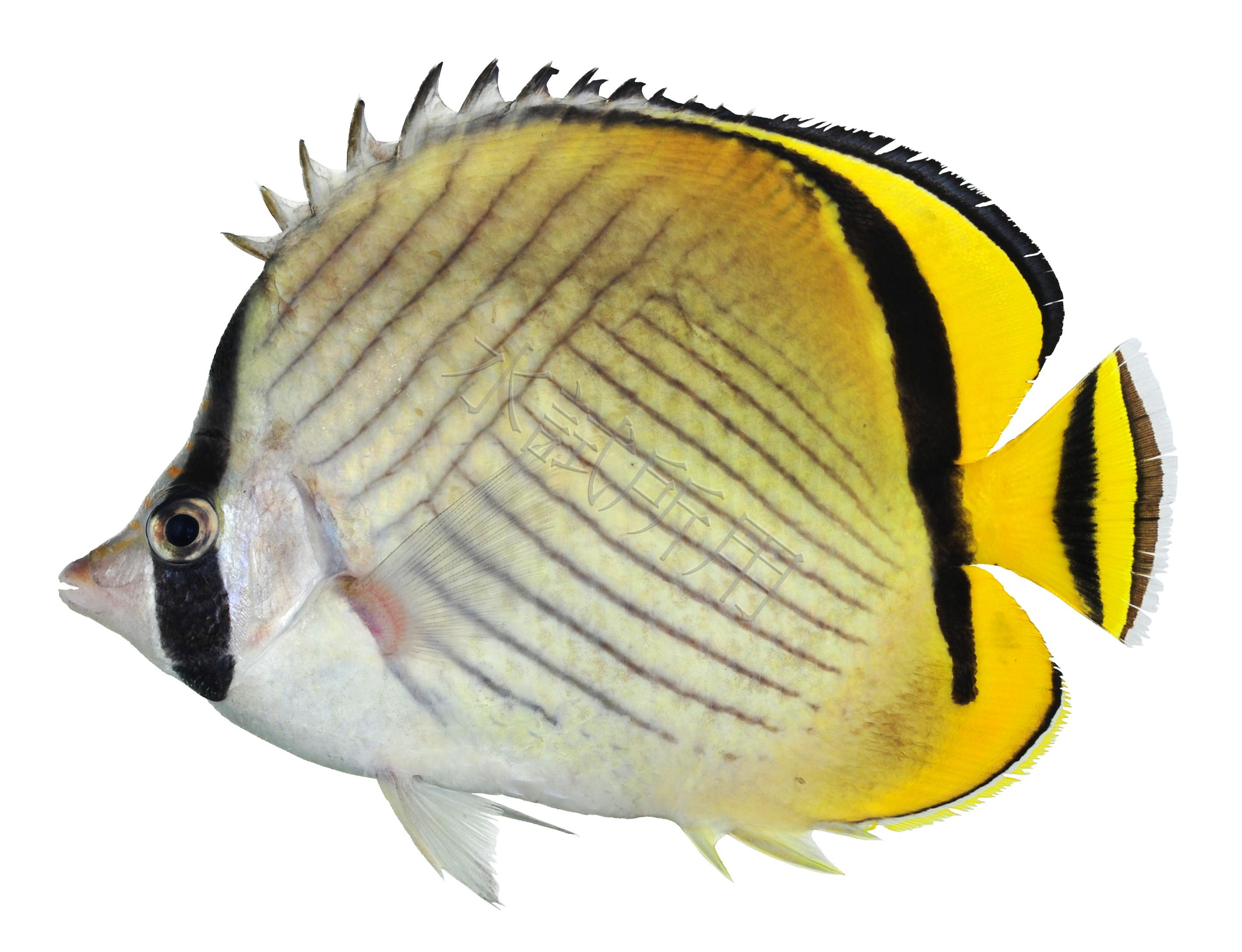 Chaetodon vagabundus