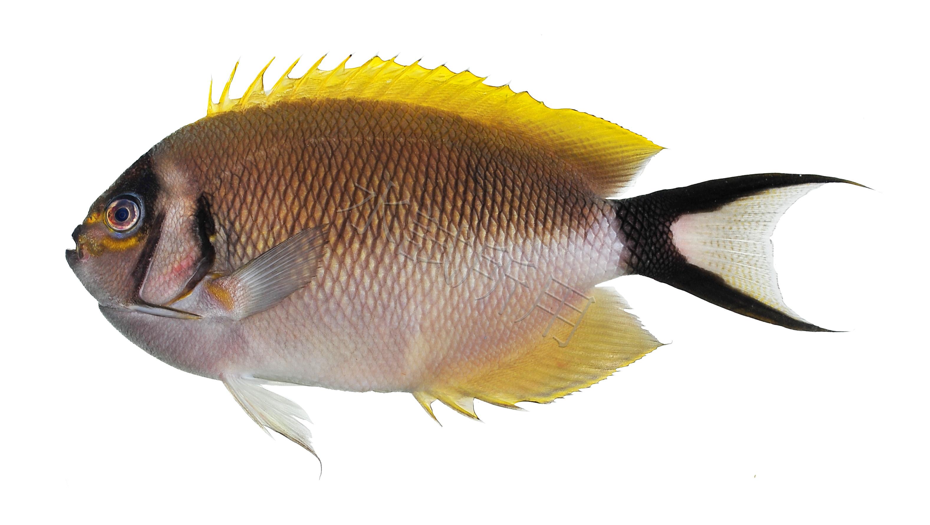 Genicanthus semifasciatus