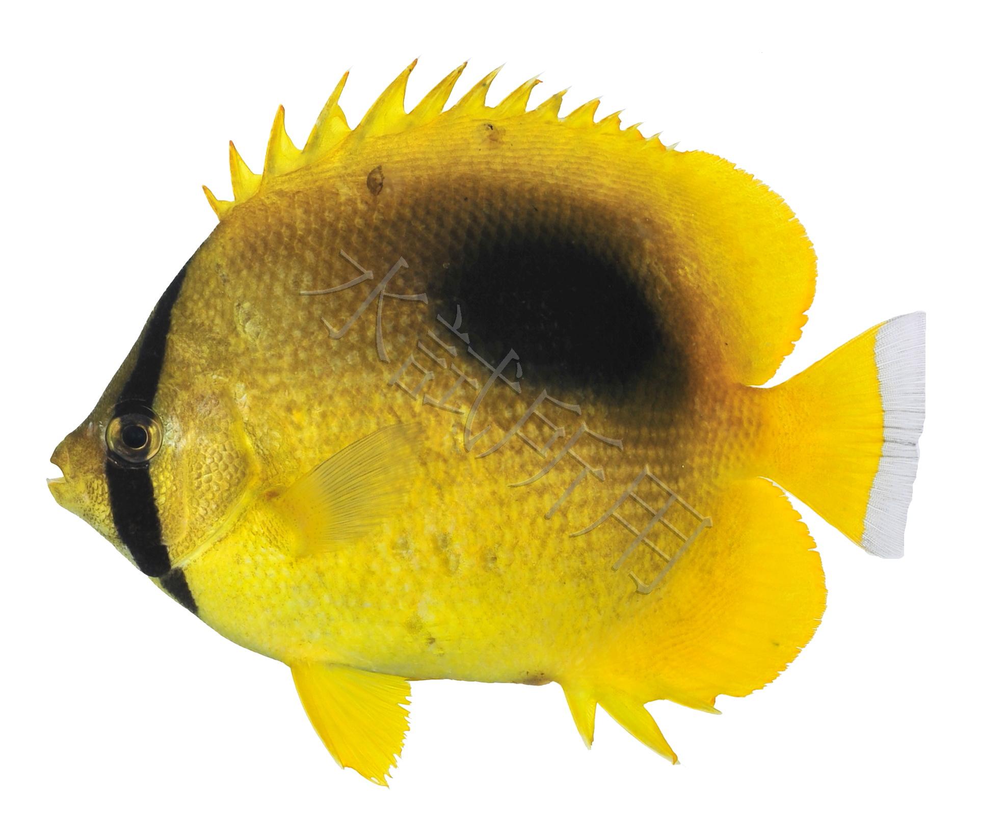 Chaetodon speculum