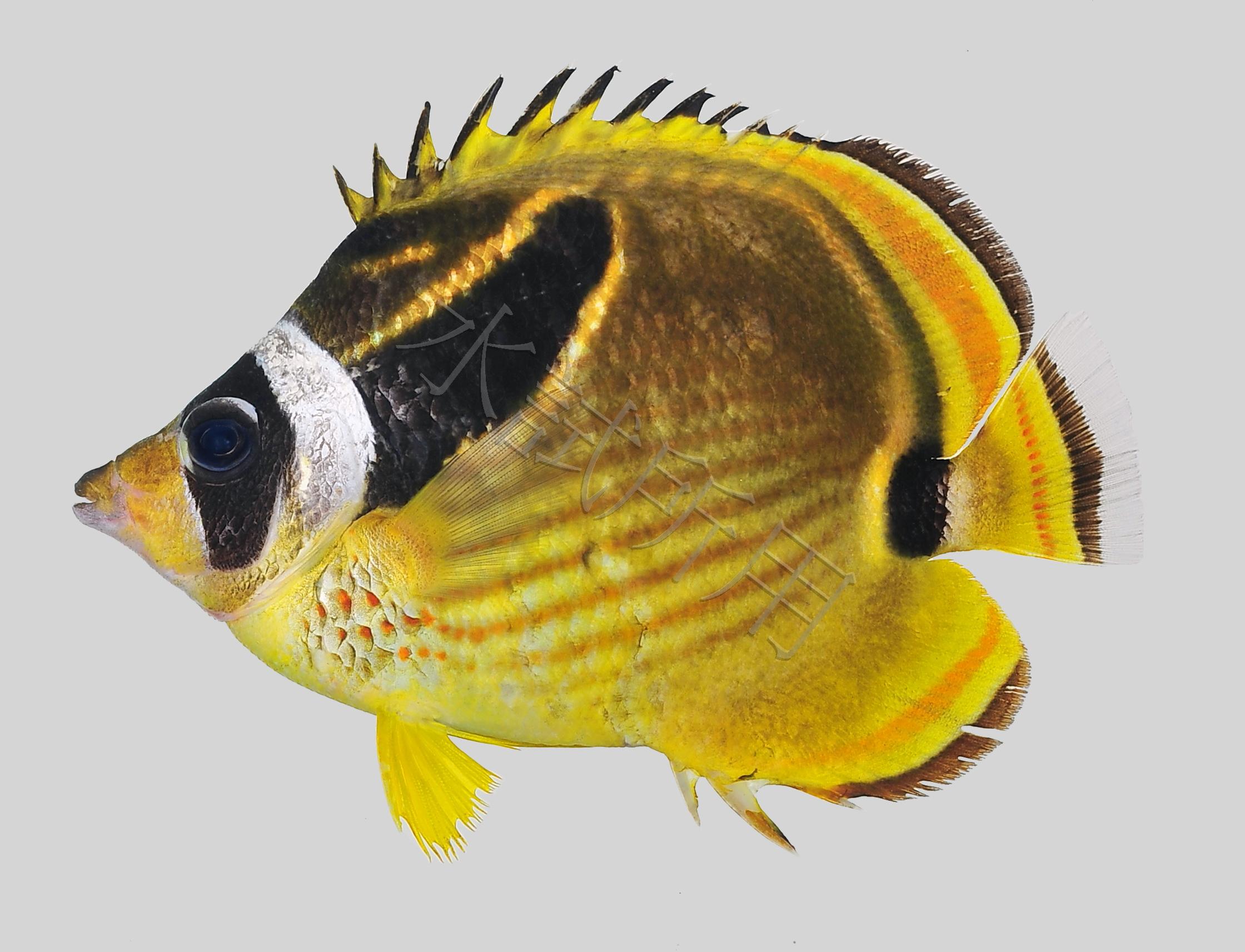 Chaetodon lunula