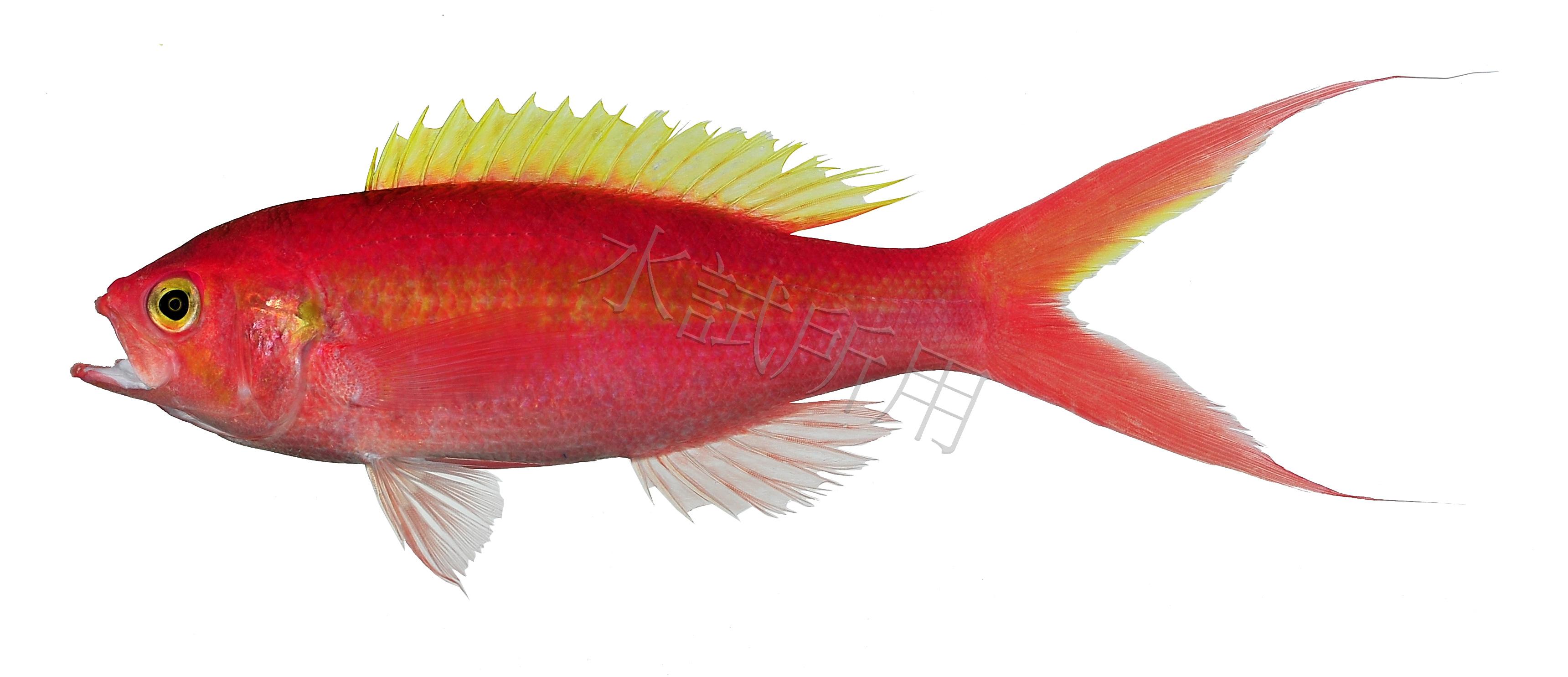 Symphysanodon katayamai