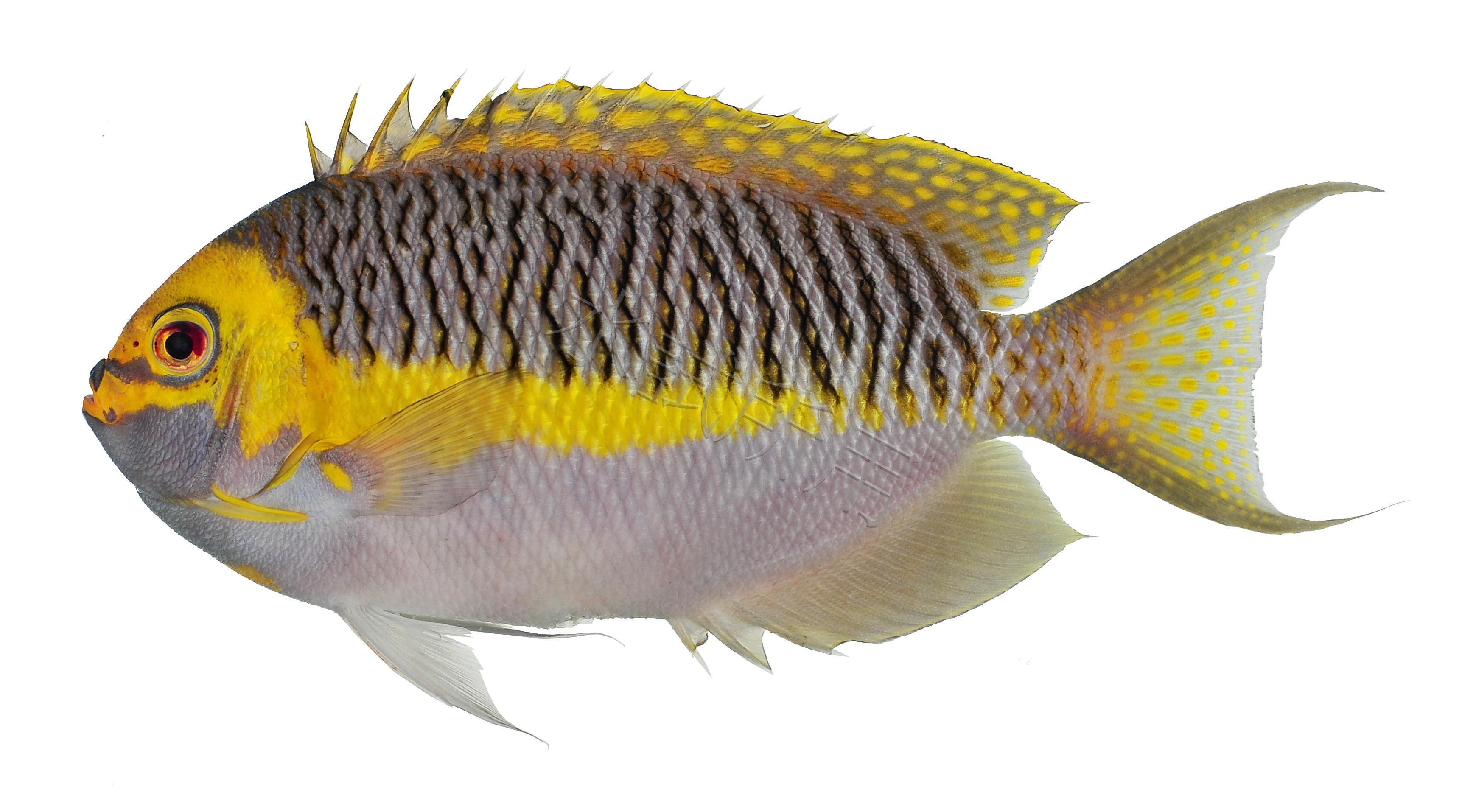 Genicanthus semifasciatus