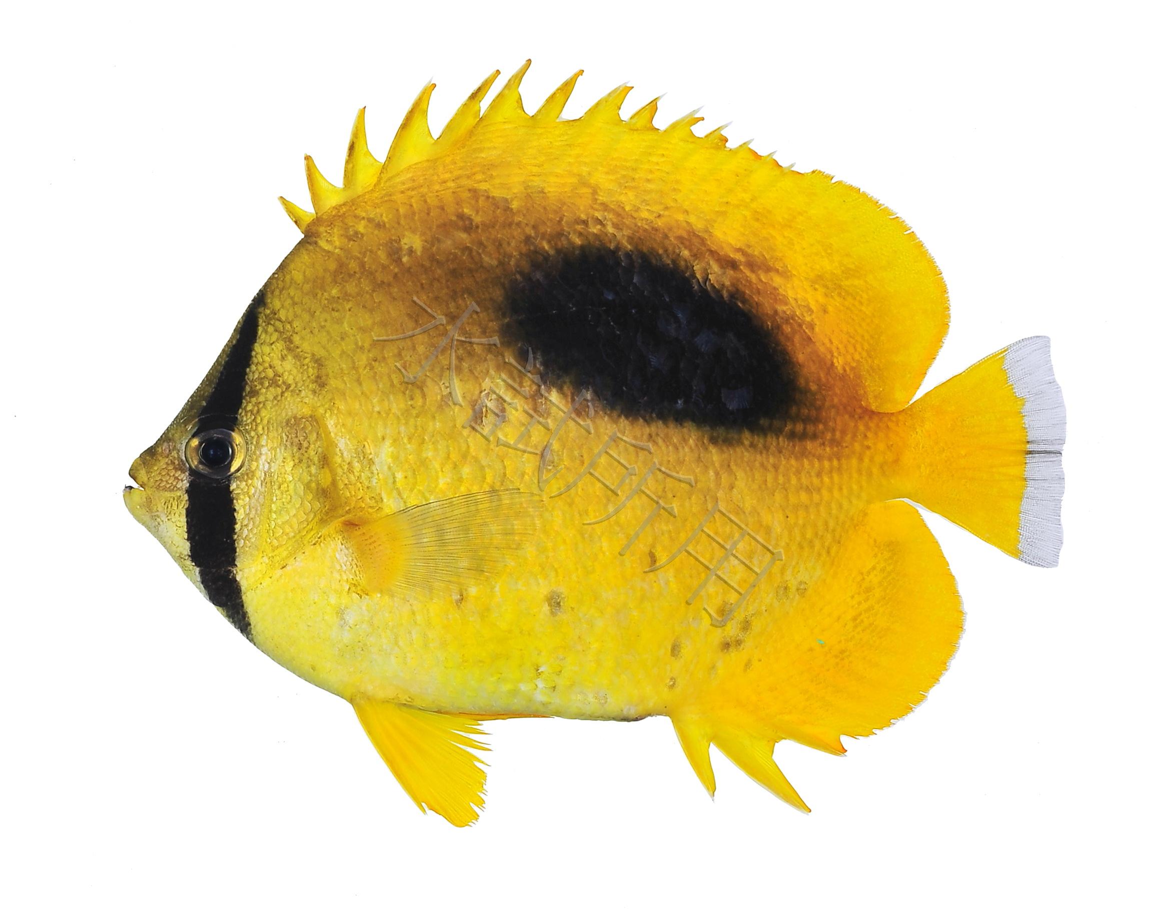 Chaetodon speculum